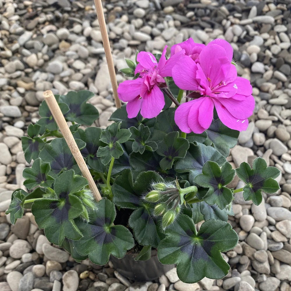 Pelargonium peltatum Royal Blue – muscate cu floarea dubla mov