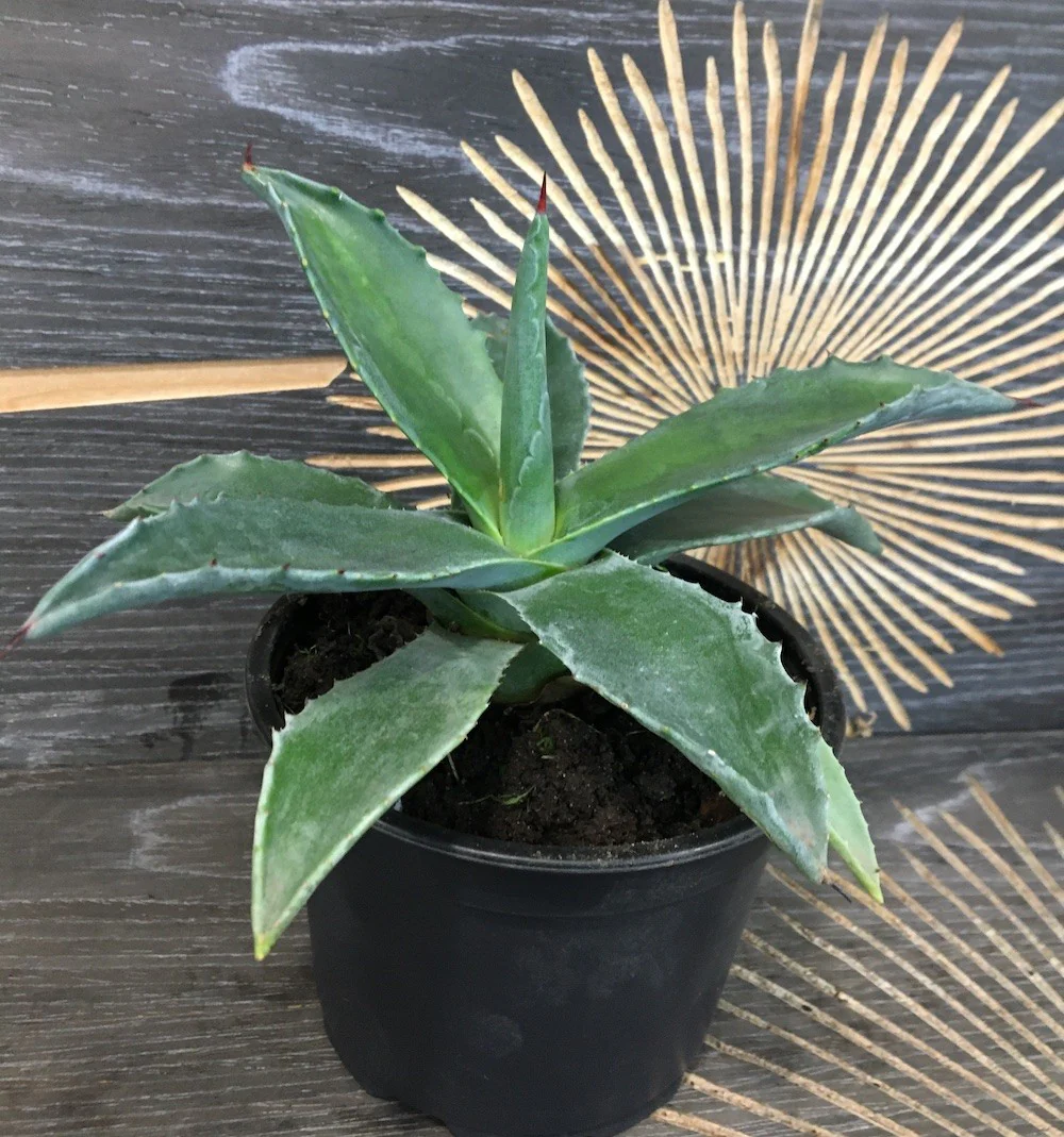 Agava americana – Agave