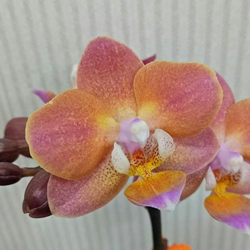 Phalaenopsis Miki Pink Dawn 'DB2331′
