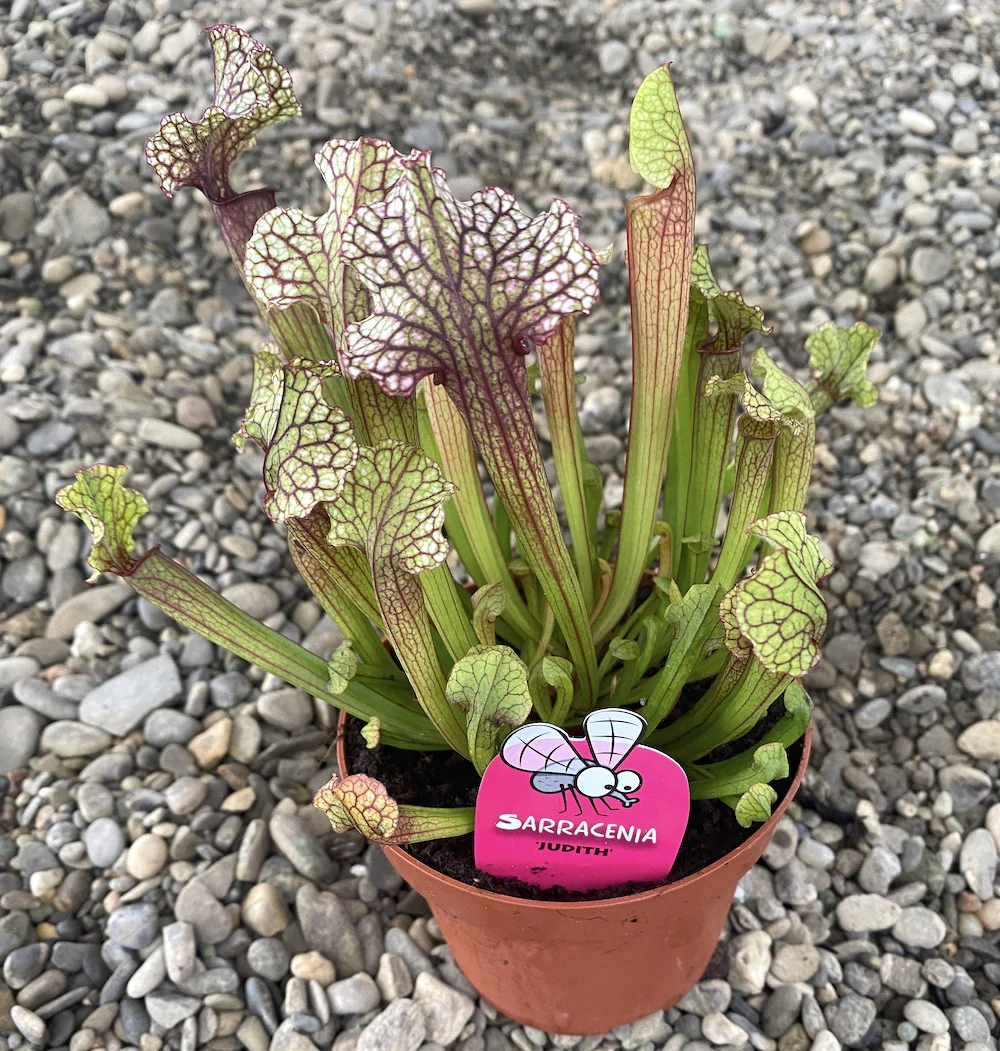 Sarracenia Judith XL – planta ulcior