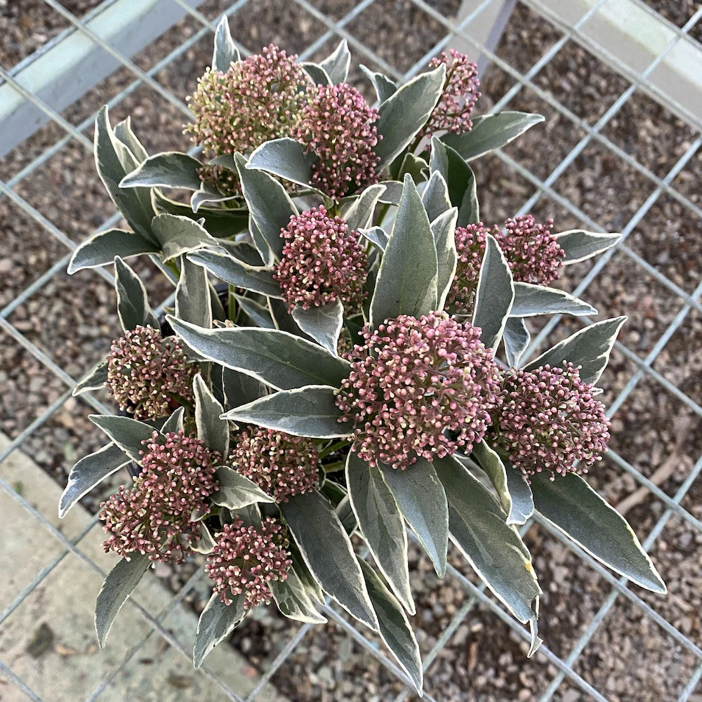 Skimmia japonica red Mystic Marlot – frunze variegate (liliac japonez)