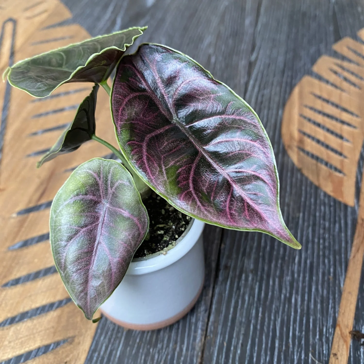 Alocasia azlanii (Jewel Alocasia) *babyplant