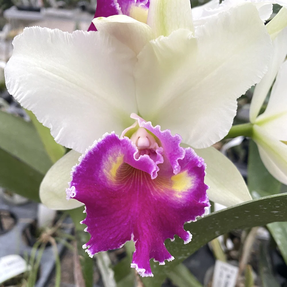 Cattleya Winter Gift *parfumata