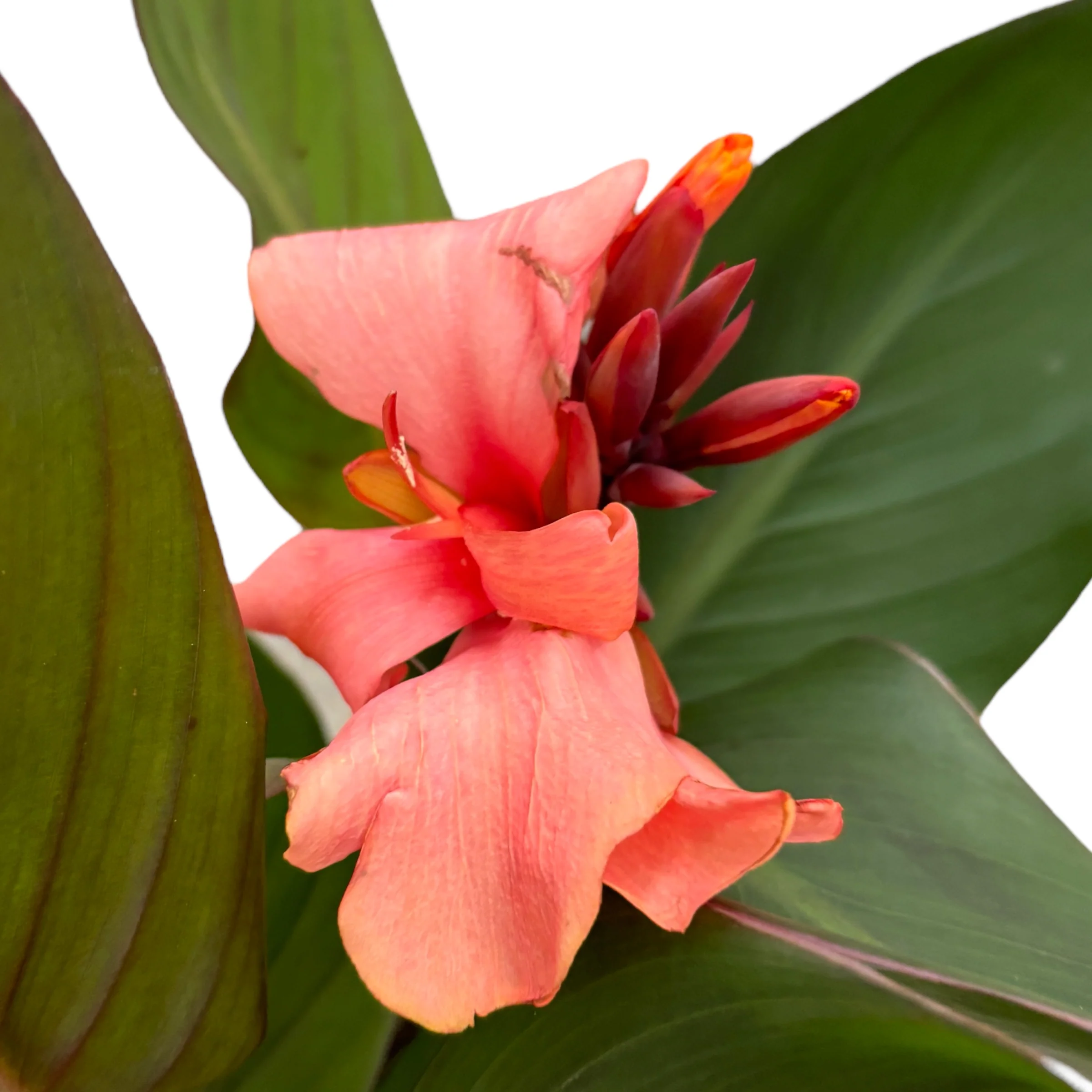 Canna Casa – Indoor/Outdoor