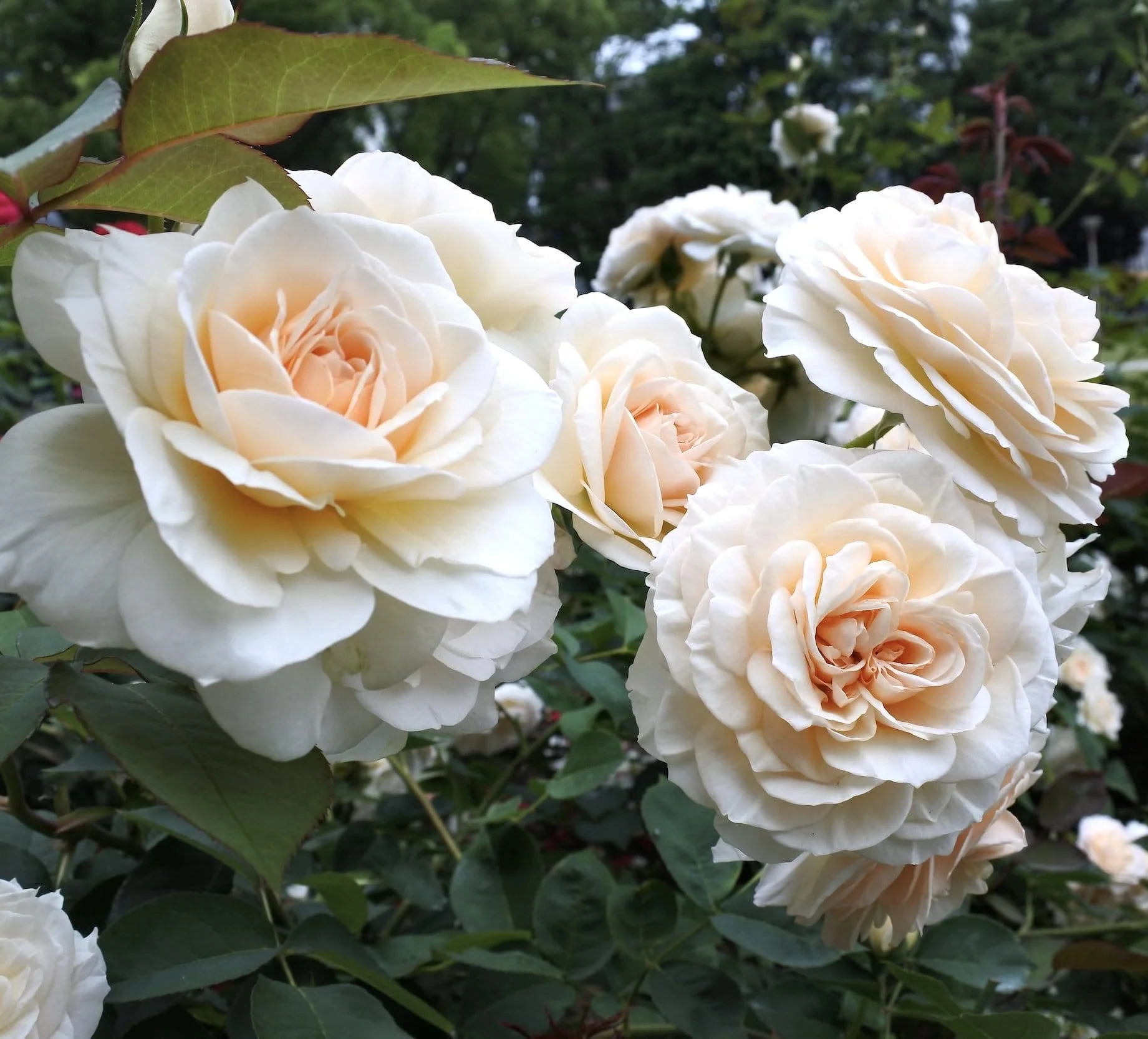Rosa 'Lion’s Rose’® – trandafir floribunda, tip Fairy Tale, parfum discret