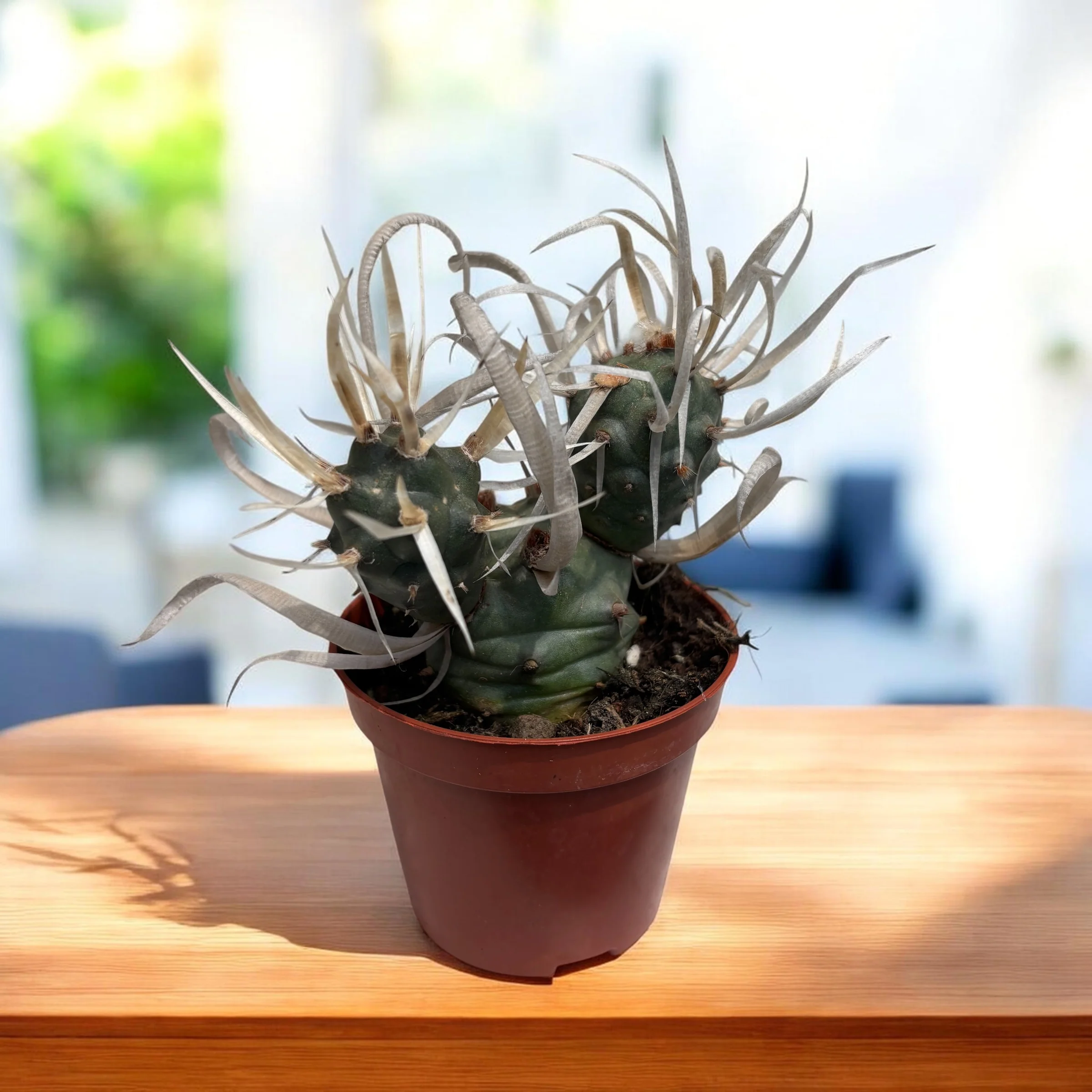 Tephrocactus articulatus var. papyracanthus (Paper Spine Cactus) – cactusul cu spini de hartie