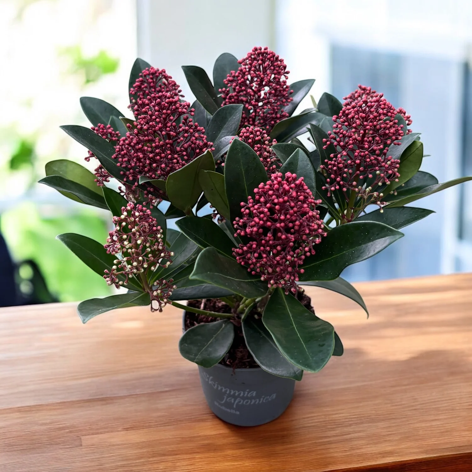 Skimmia japonica ‘Rubella’ (Liliacul japonez) – arbust compact, verde tot anul