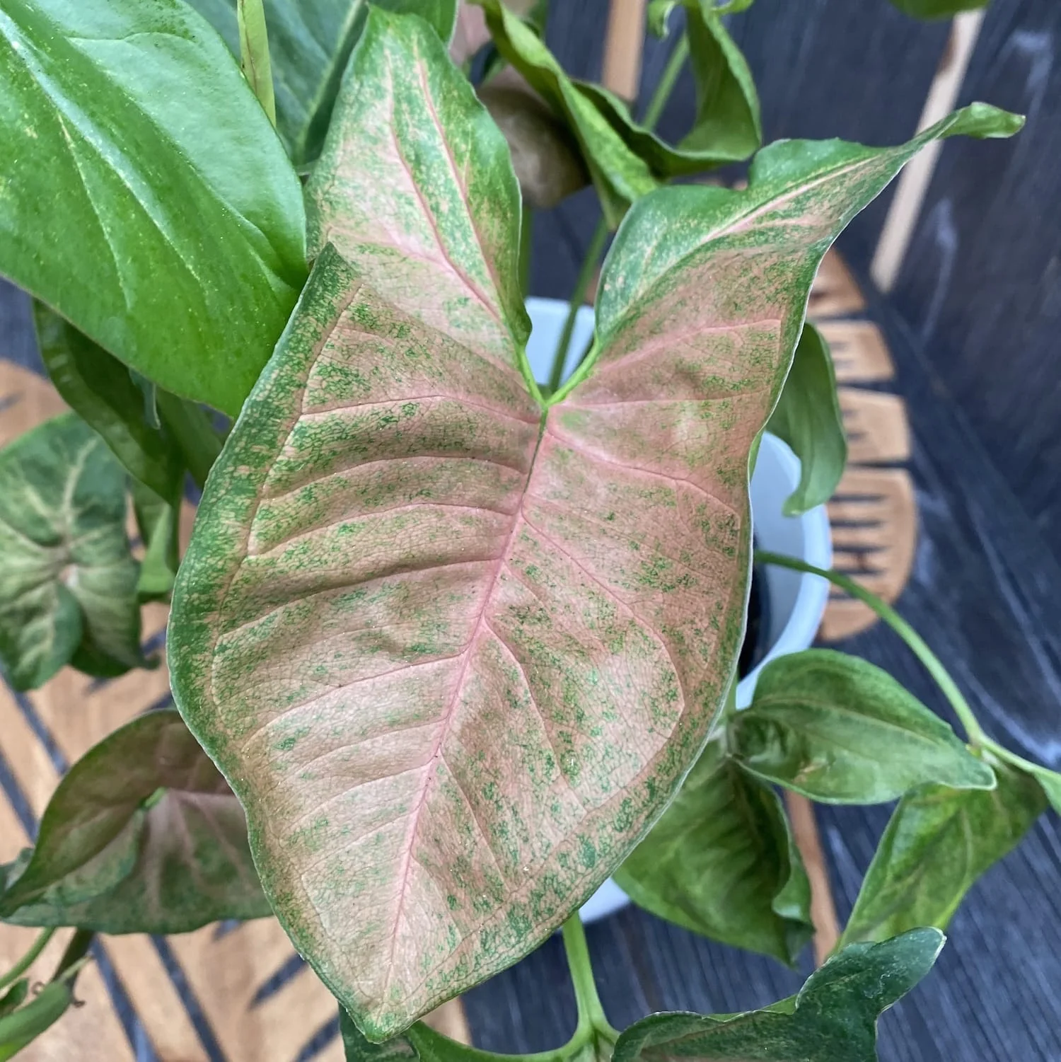 Syngonium Regina Red – exemplare XL
