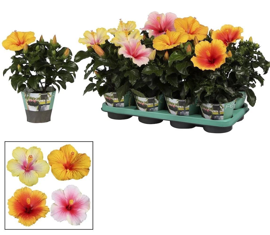 Trandafirul japonez – Hibiscus rosa-sinensis Tutti Frutti mix