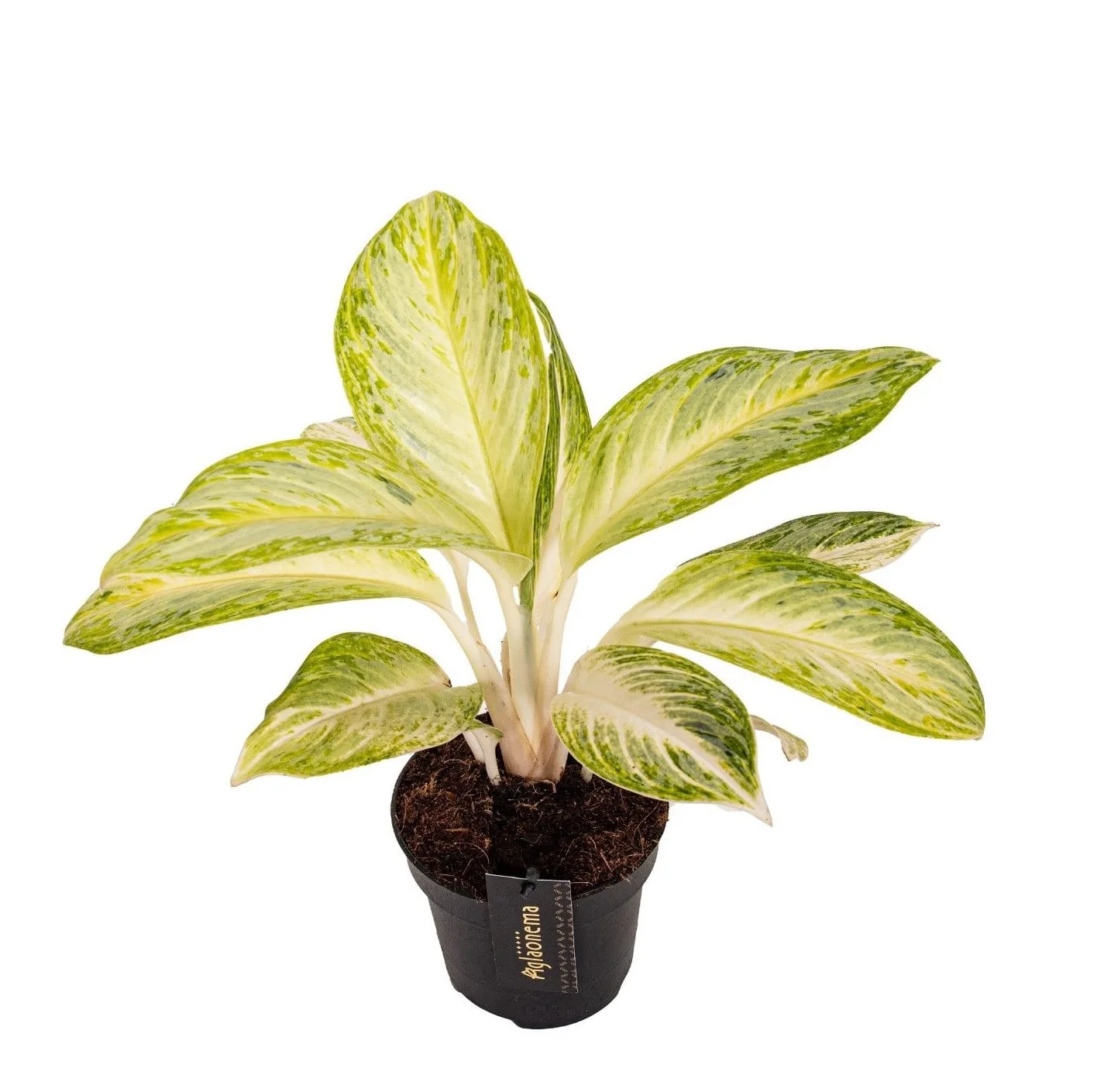 Aglaonema 'Arctic Lime’