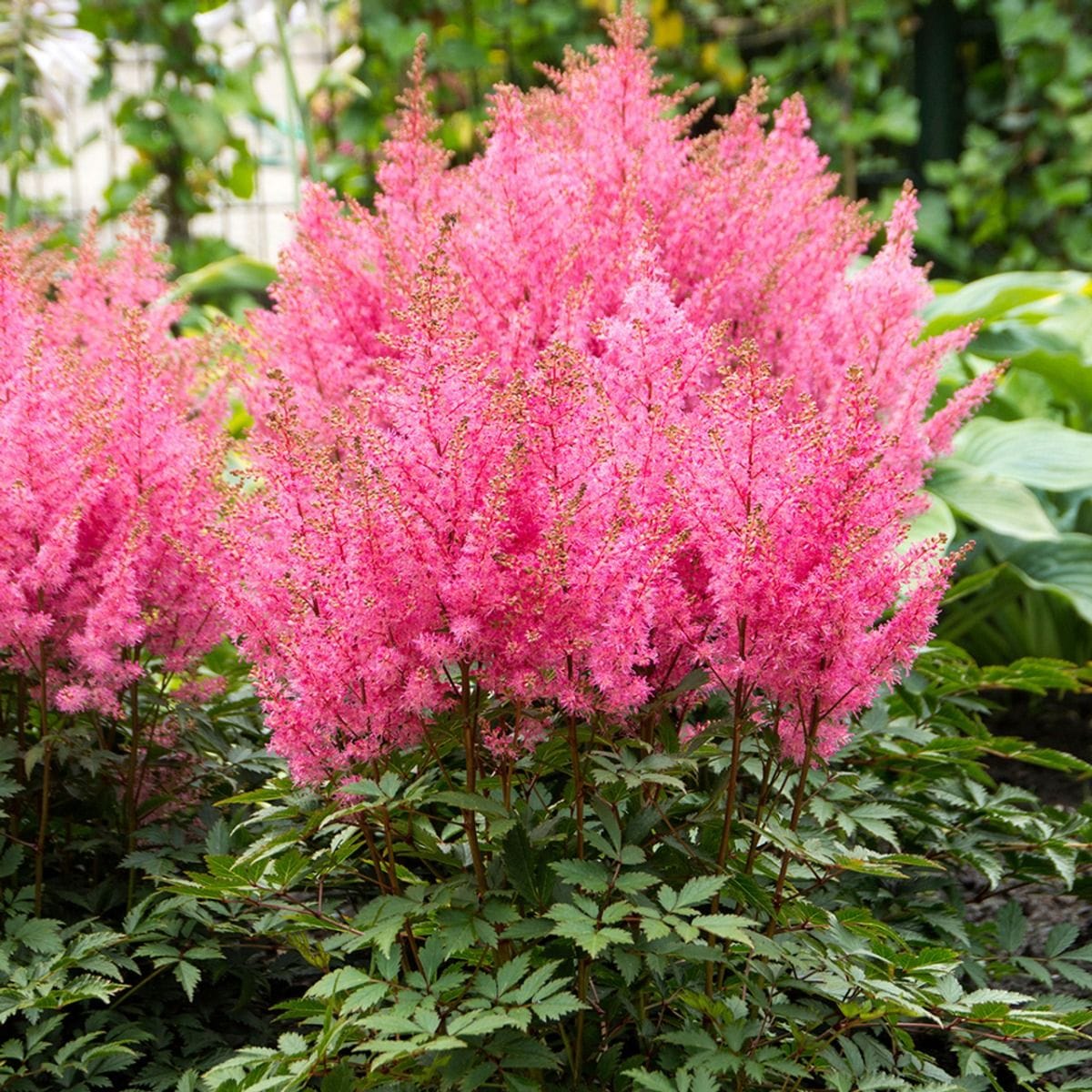 Astilbe 'Pink’ – planta perena de gradina cu inflorire bogata