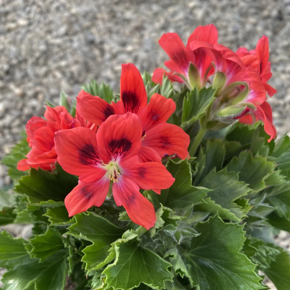 Pelargonium Regalia Salmon Orange – Muscate englezesti