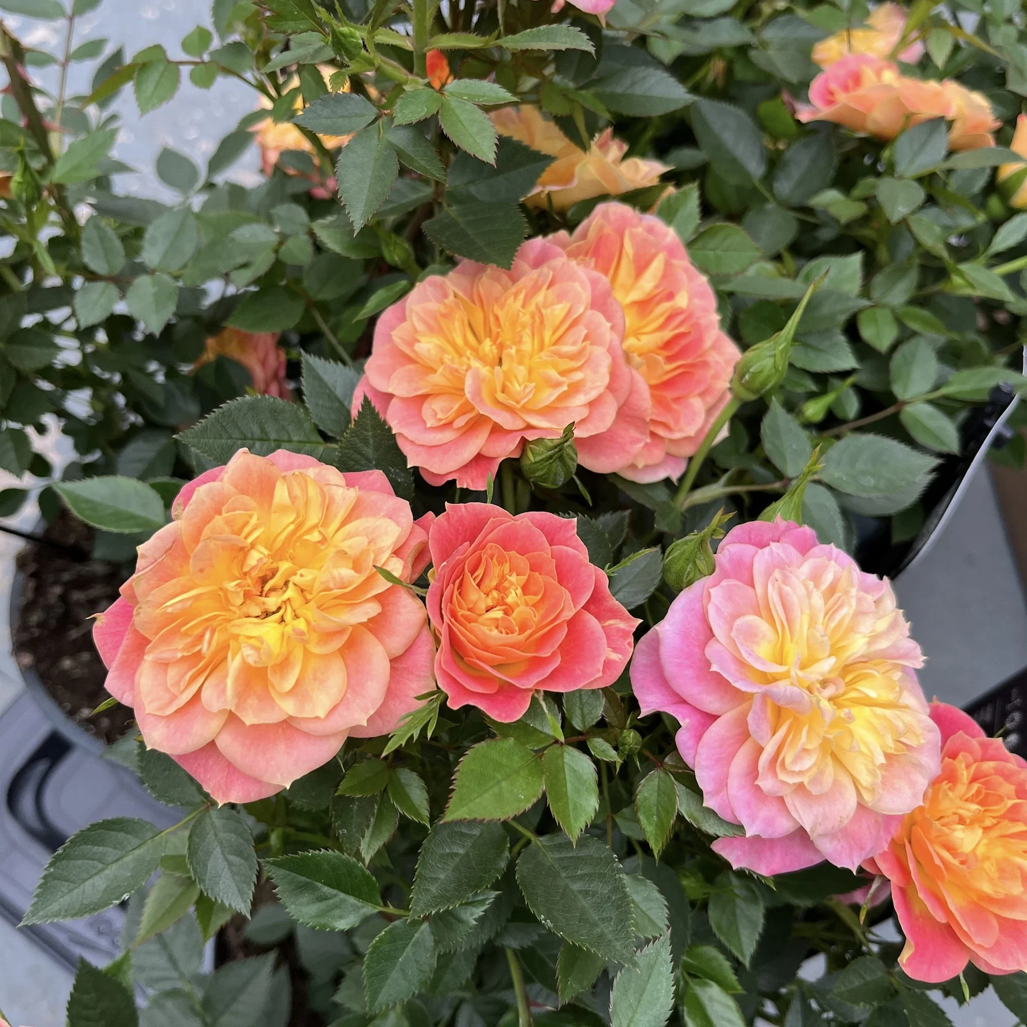 Rosa ‘Royal Yellow Orange’® – Trandafir floribunda, parfum si culoare