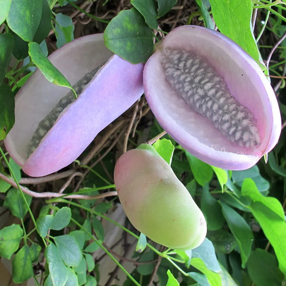 Akebia quinata f. albiflora (cream form) – Vita de ciocolata cu flori crem