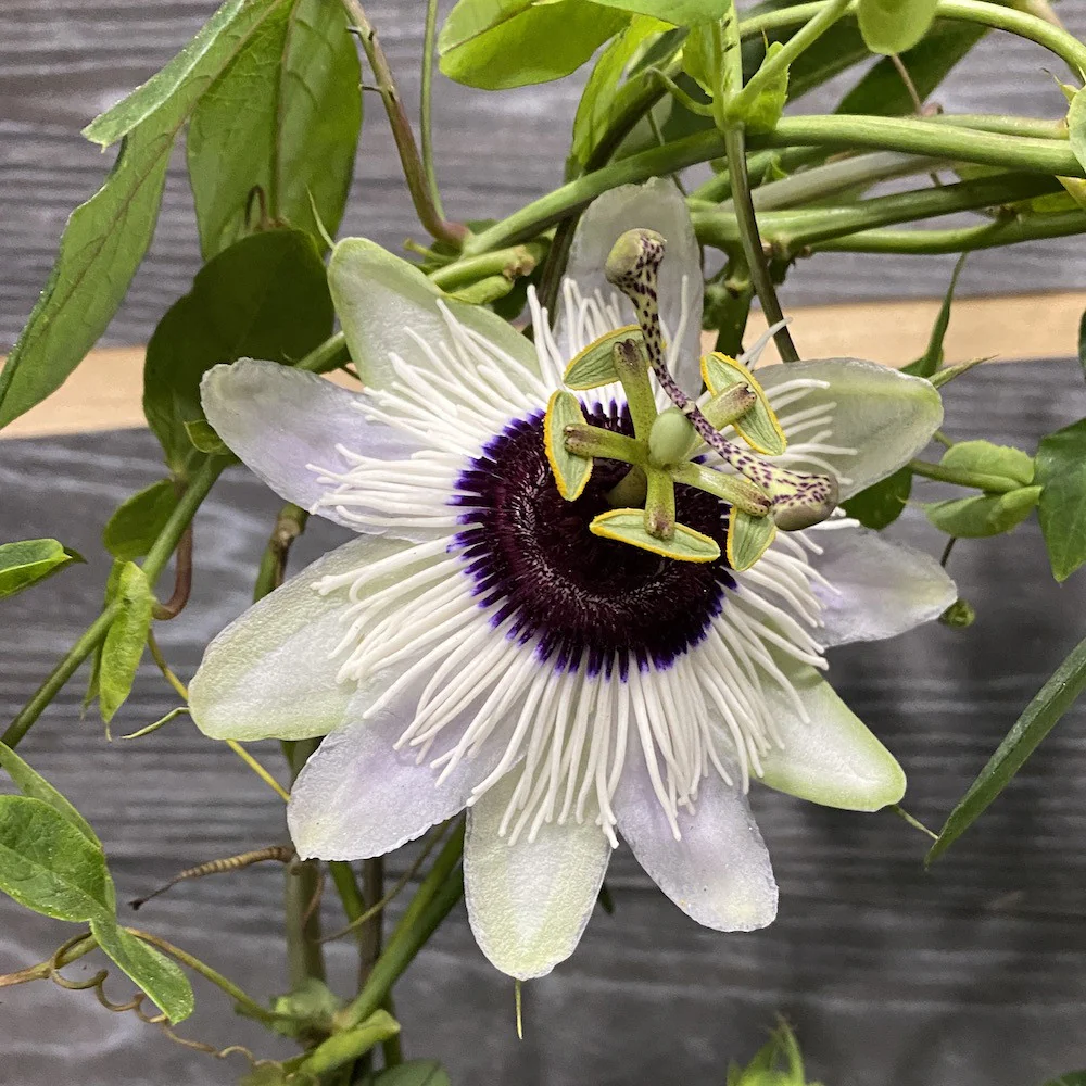 Passiflora Panda – fructul pasiunii (floarea pasiunii)
