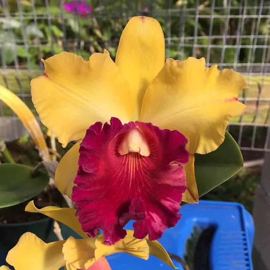 Rlc. Tainan Gold – flori XL parfumate