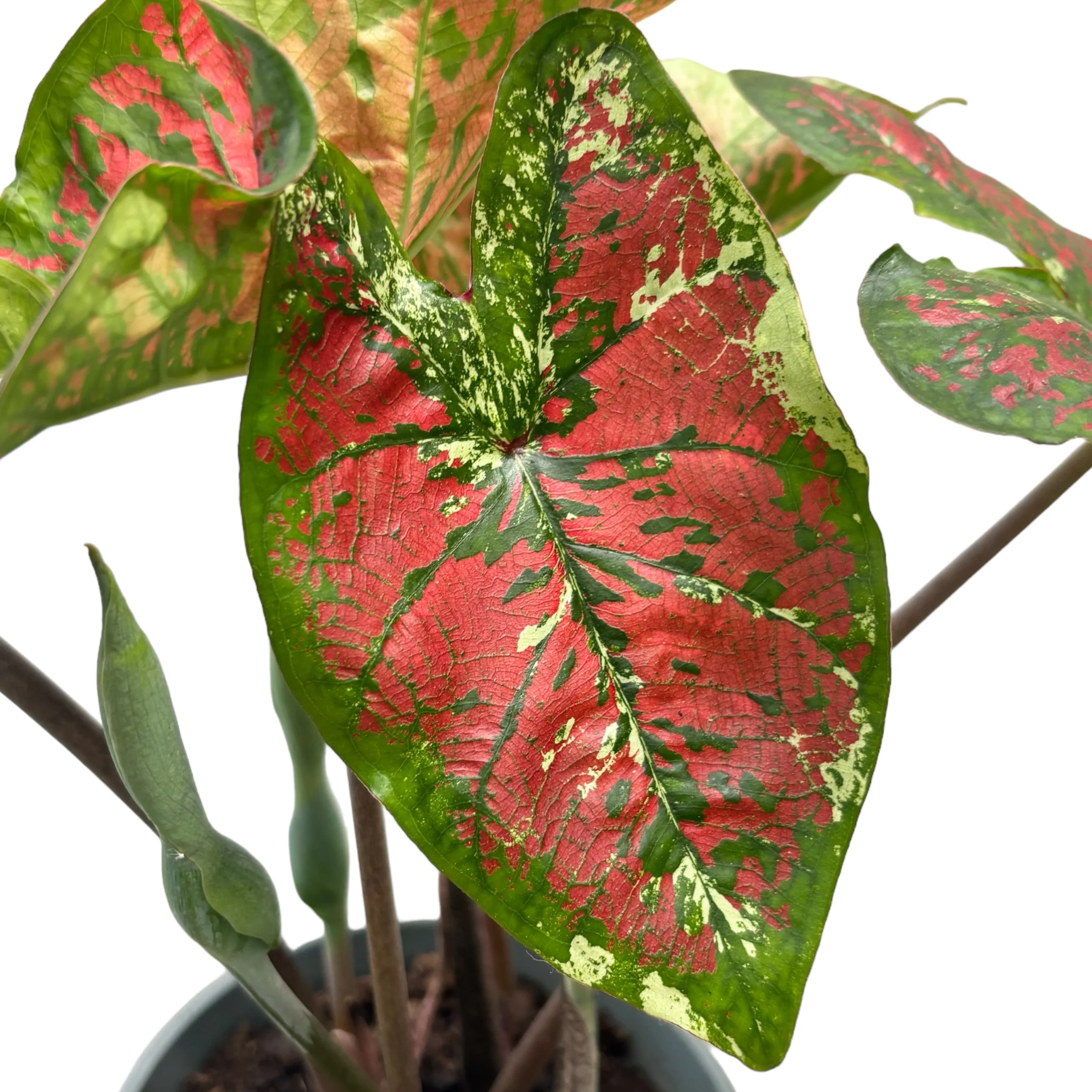 Caladium Heart to Heart 'Mesmerized’