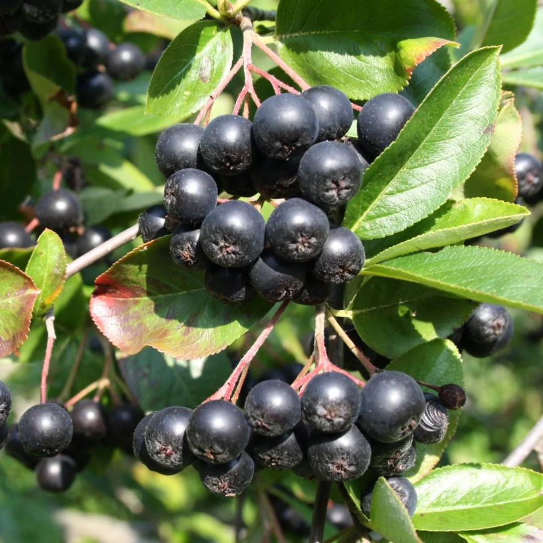 Aronia x prunifolia 'Viking’