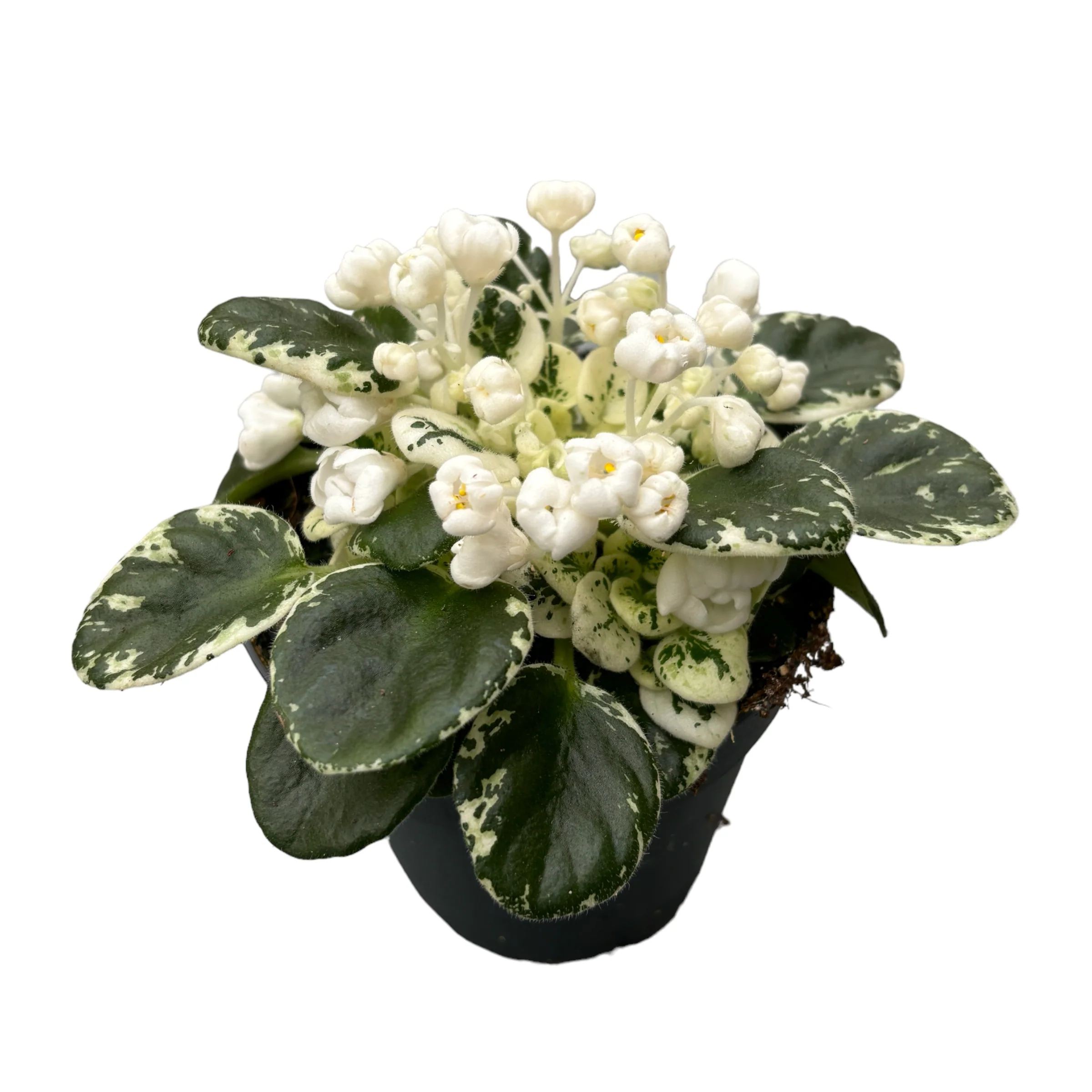 Saintpaulia Snowdrop – violete speciale