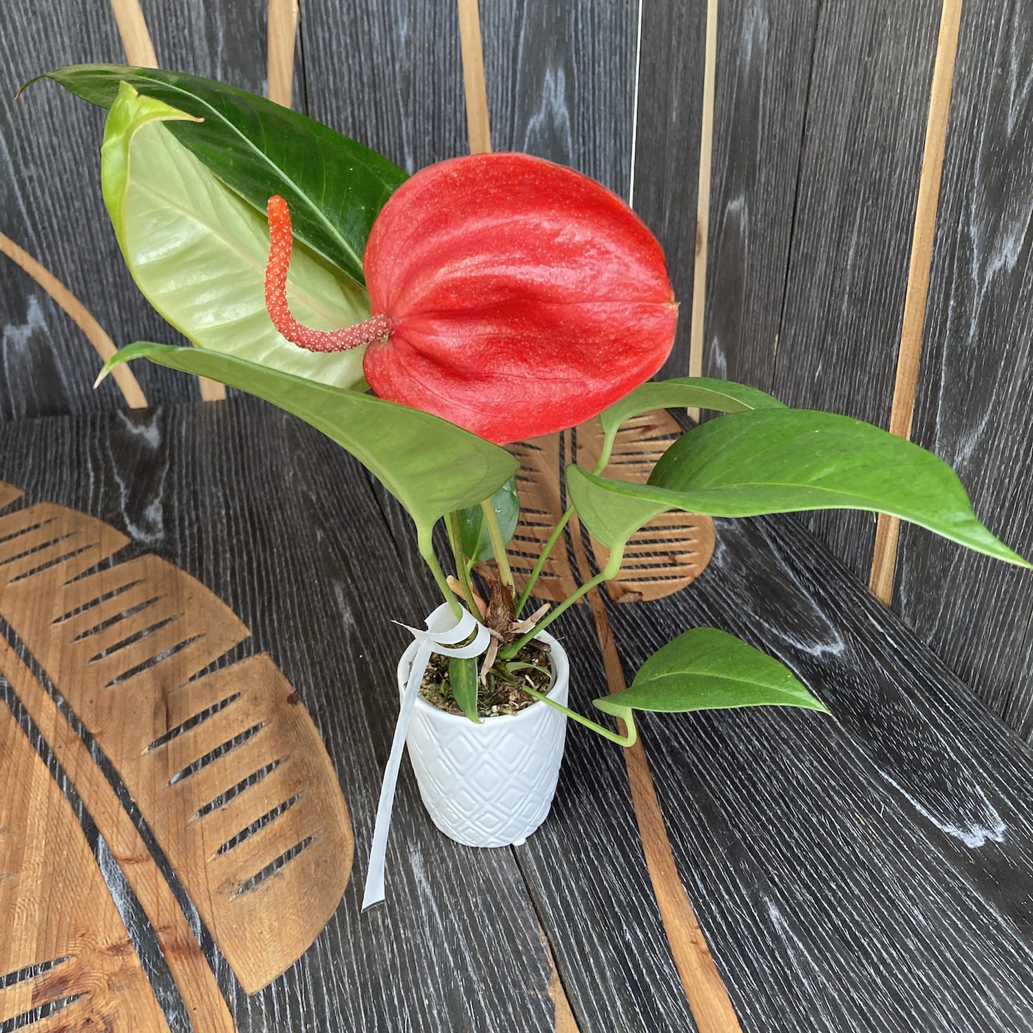Anthurium Scherzerianum Amazone rosu intens