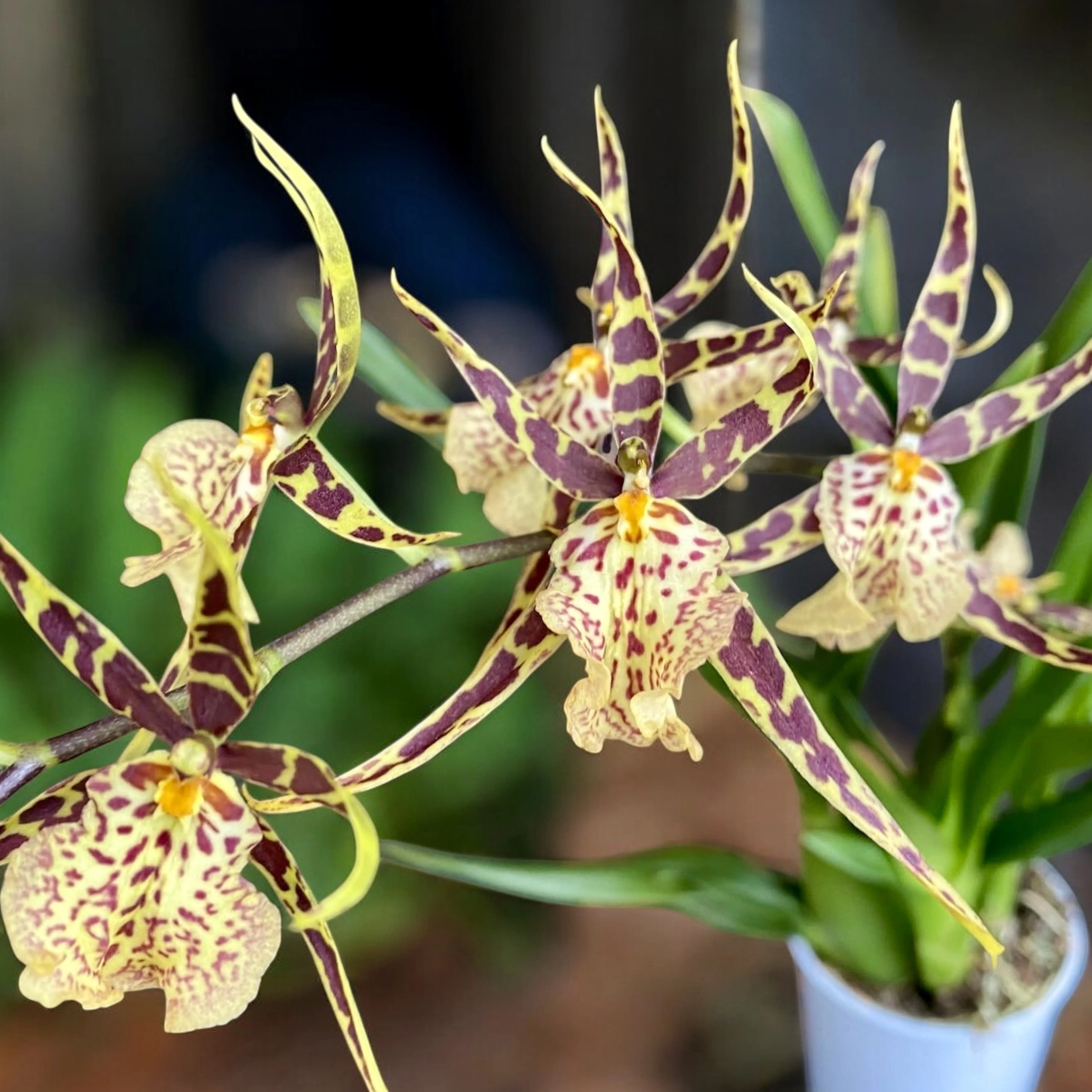 Oncidium (Cyrtocidium) Holm’s Wizard var. #20 -flori intens parfumate