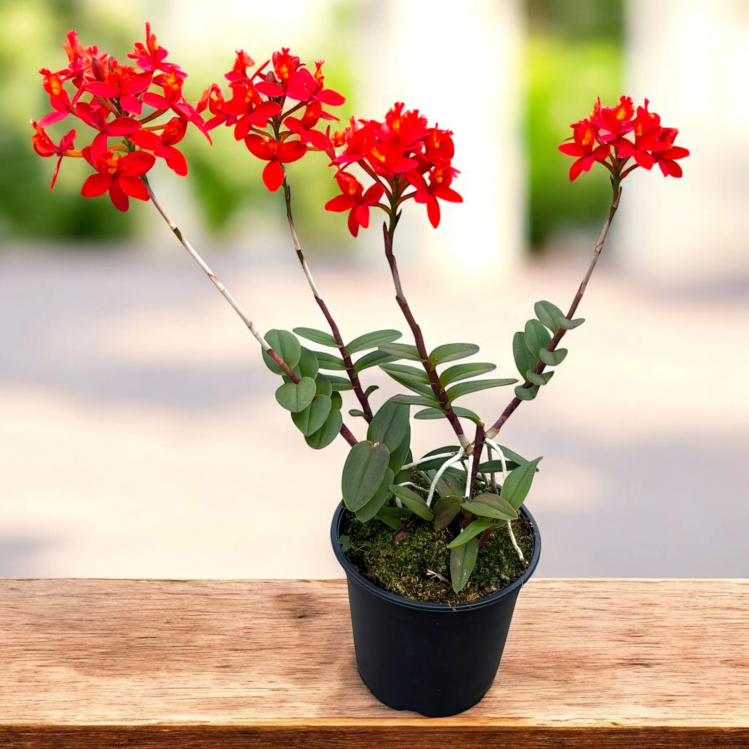 Epidendrum radicans 'Nordic Fire’ XL – exemplar unicat