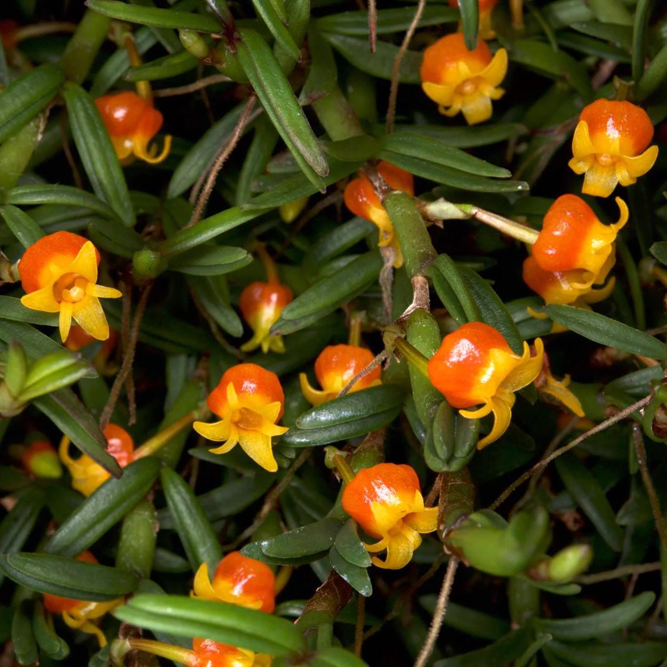 Mediocalcar decoratum