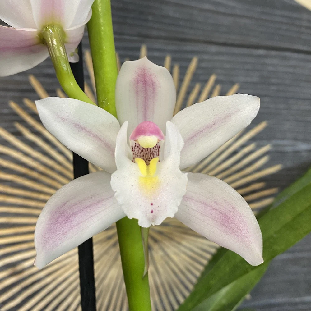 Orhidee Cymbidium alb-roze Yuki