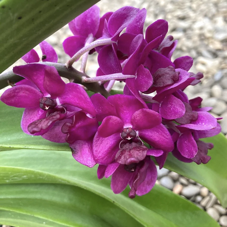 Rhynchostylis gigantea 'Rattana’