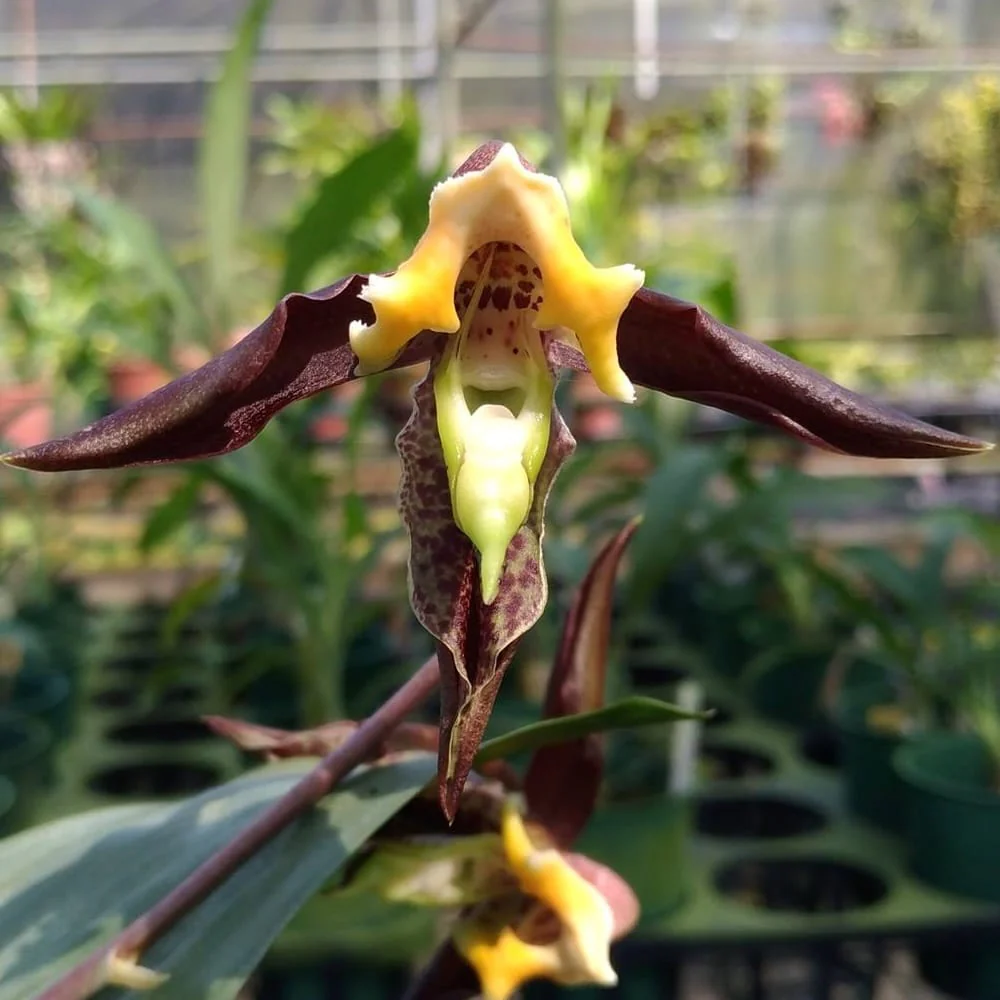 Catasetum gnomus 'Jumbo’