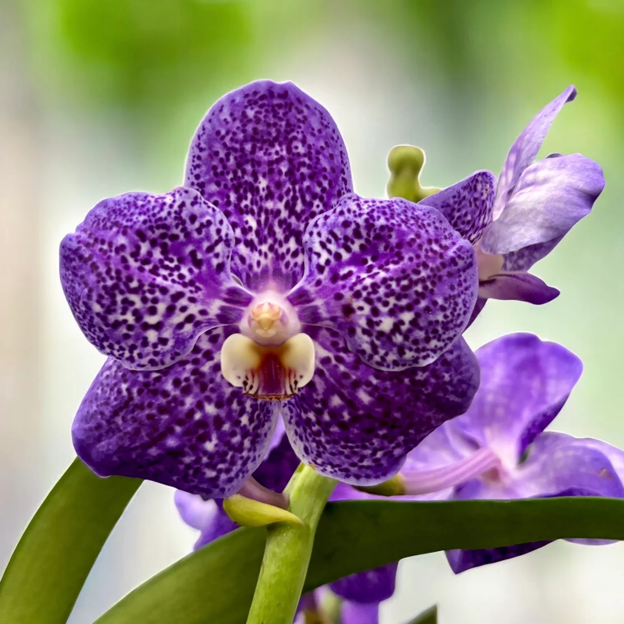 Vanda Tweed Blue XXL (Ansu)