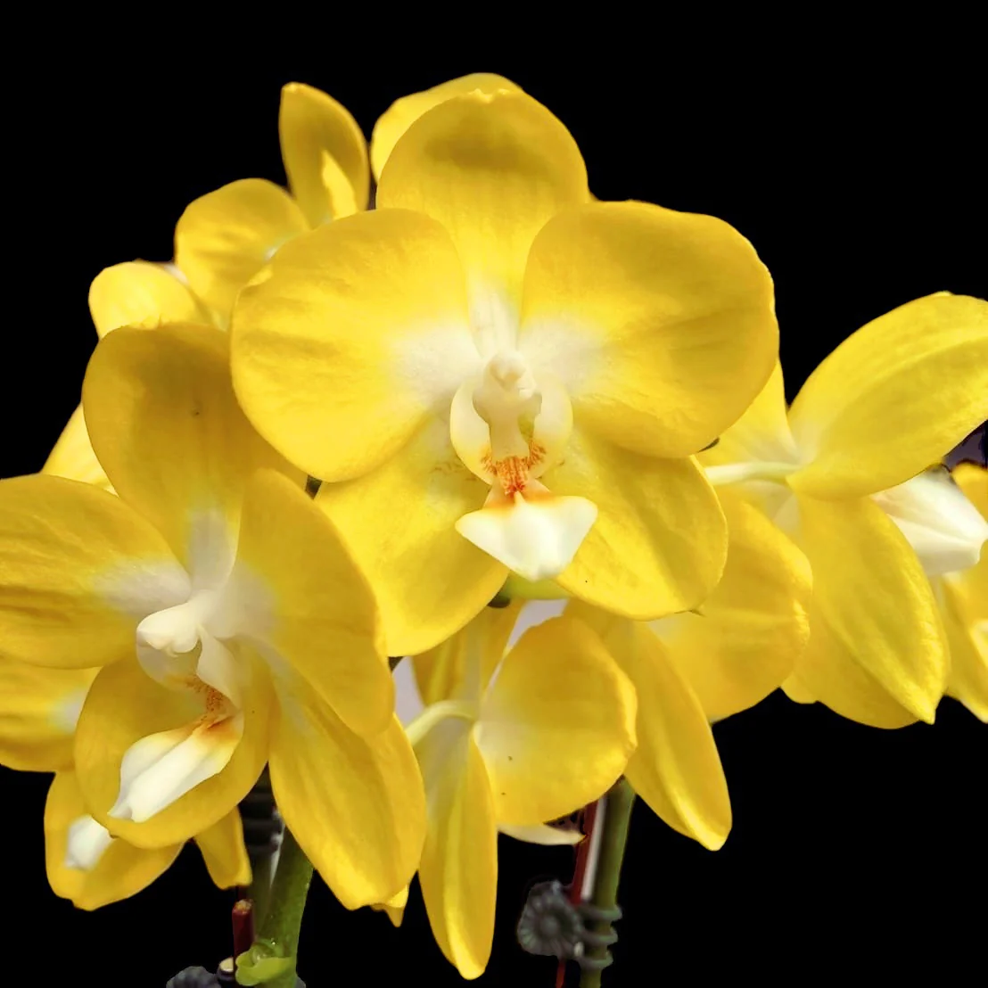 Phalaenopsis Miki Sun Shine '522′ flori parfumate
