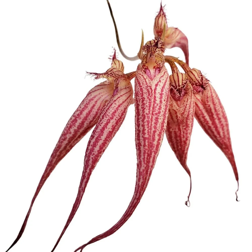 Bulbophyllum Elizabeth Ann 'Buckleberry’ FCC/AOS