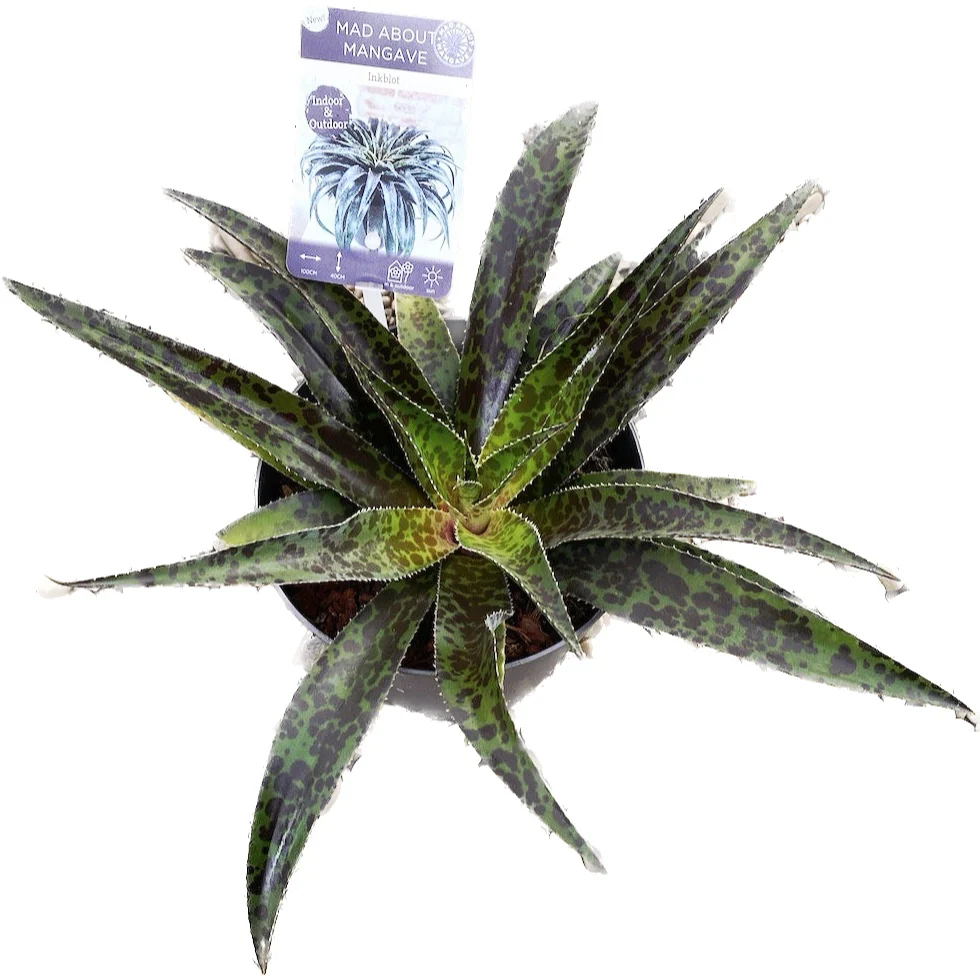 Mangave 'Inkblot’ (frunze cu defecte)