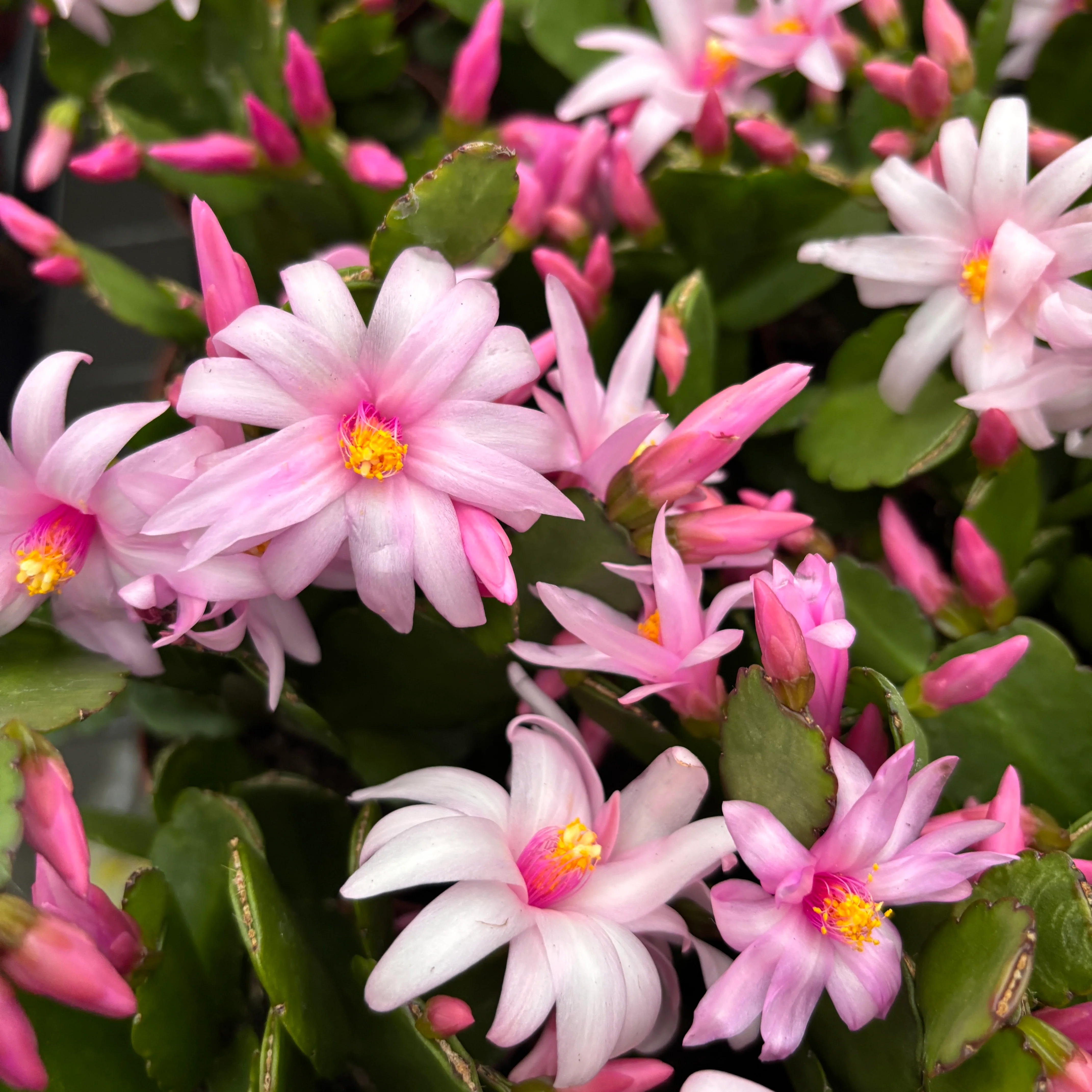 Rhipsalidopsis ‘Pawnee Spirit’ (floarea pastelui) 2pp