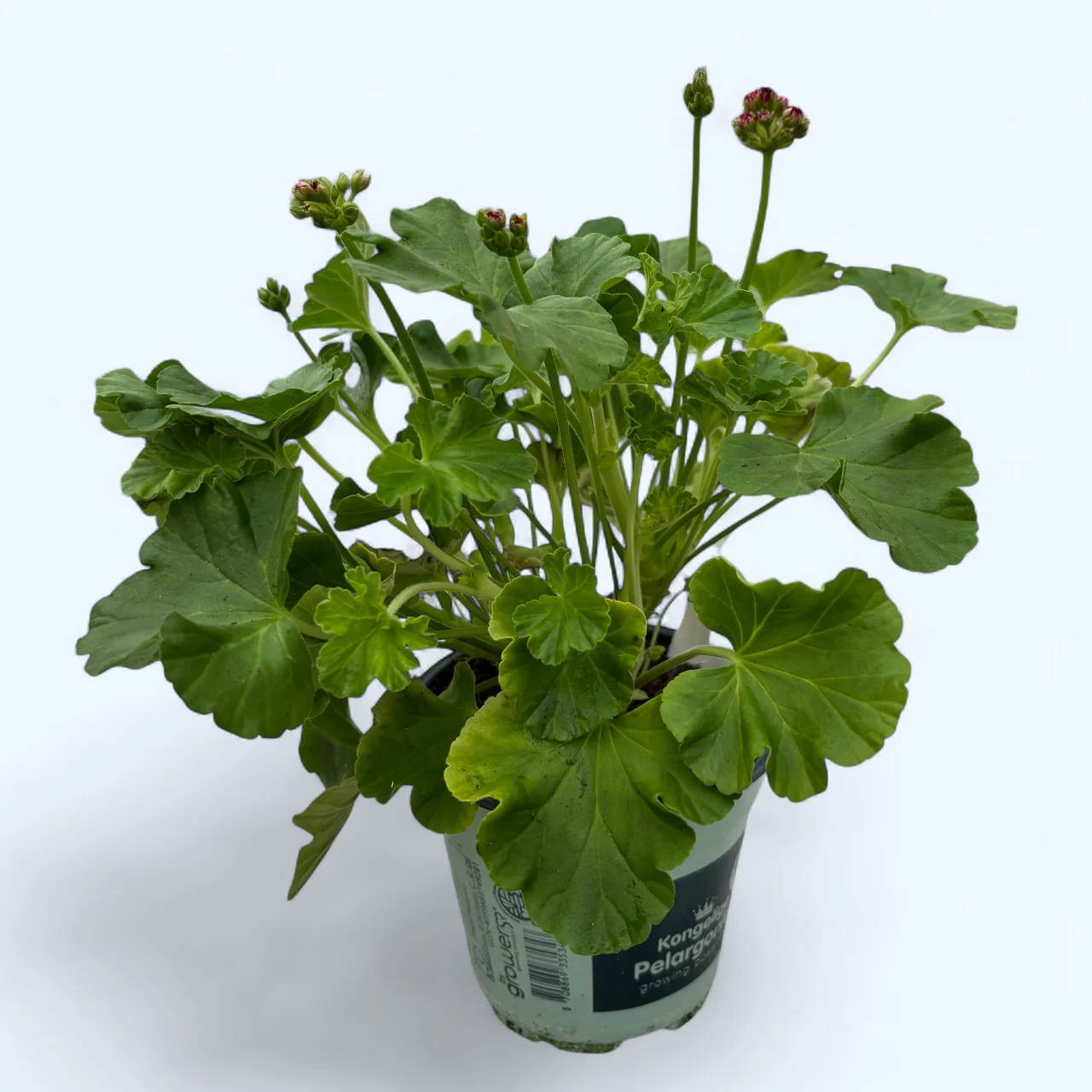 Muscata trandafir – Pelargonium Hybrid Rosebud