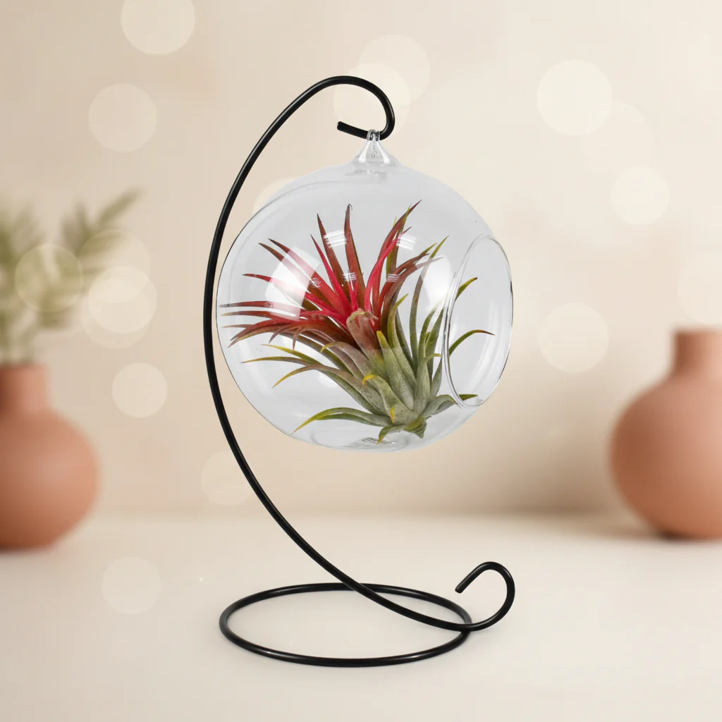 Terariu cu Tillandsia (suport inclus)