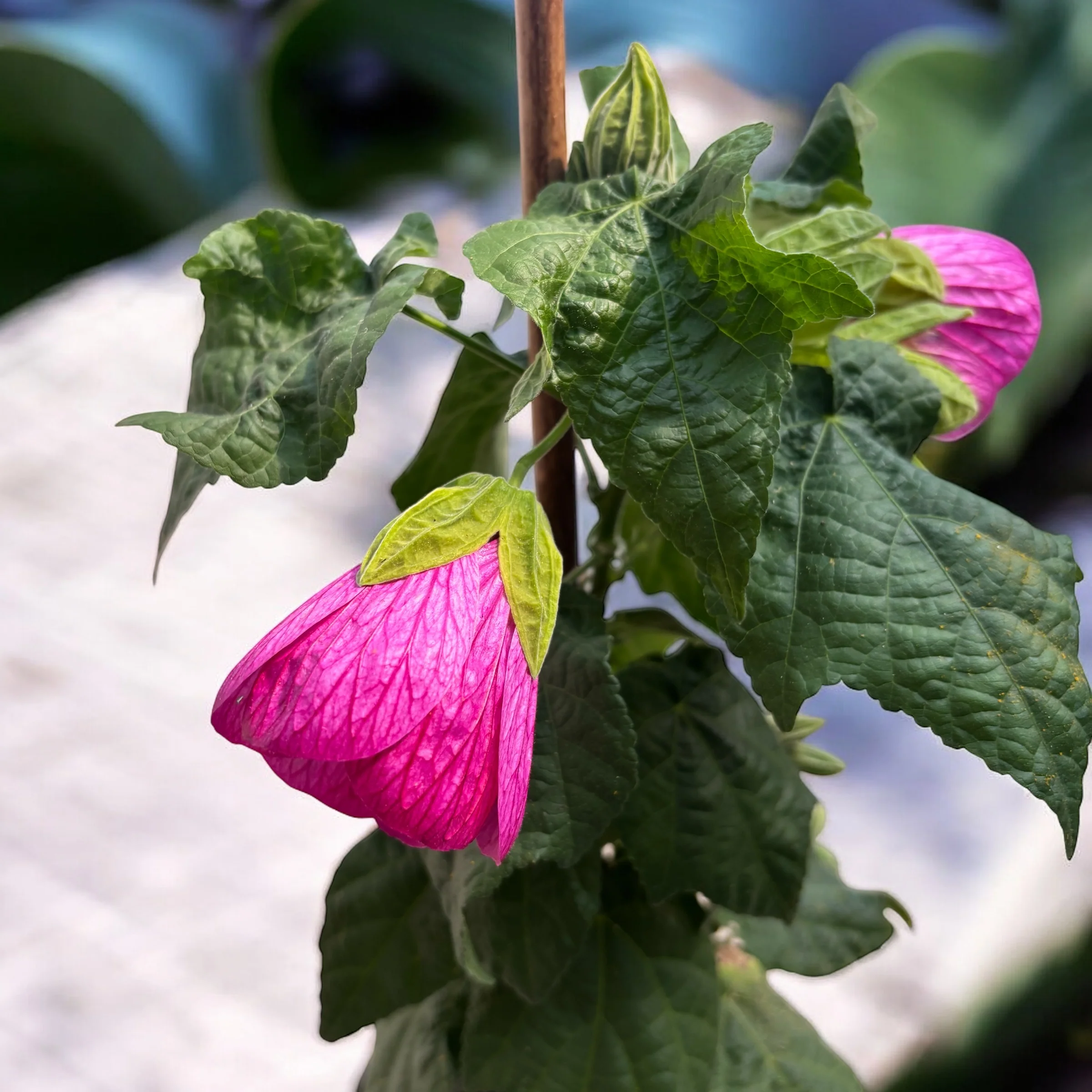 Abutilon 'Pink’ (Floarea artar roz)