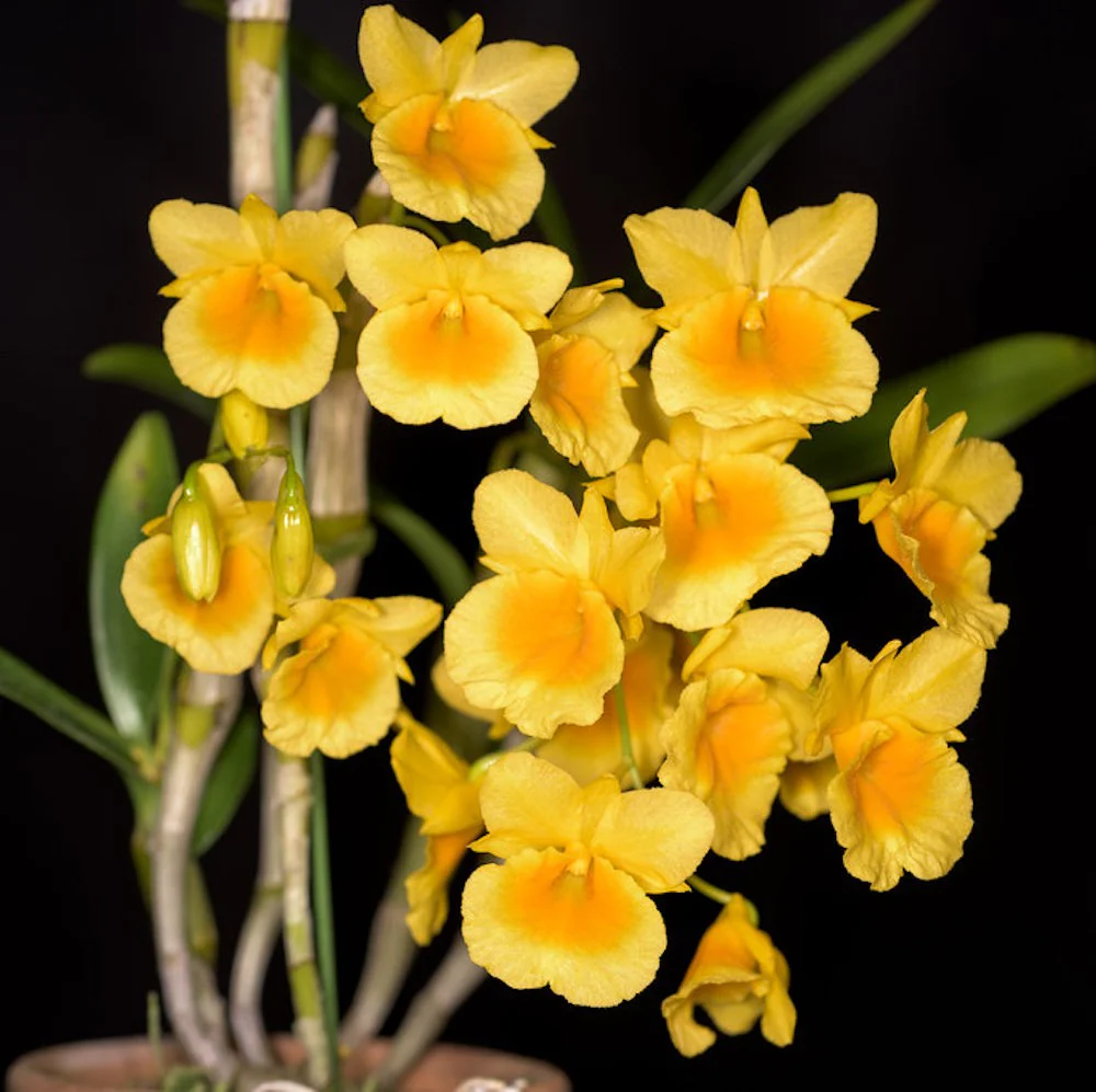 Dendrobium Capillipes