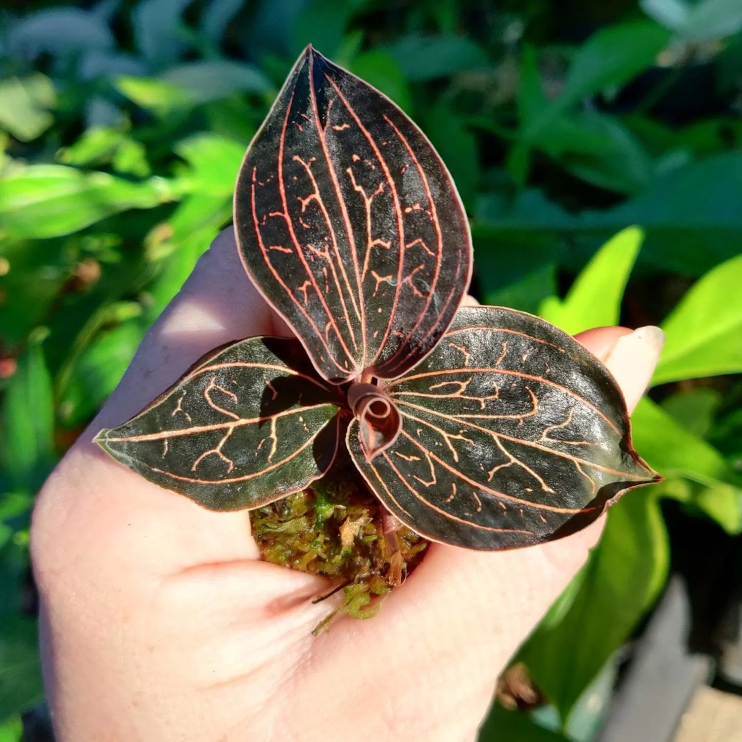 Anoectochilus chapaensis 'Golden Jewel’ (Jewel Orchid)