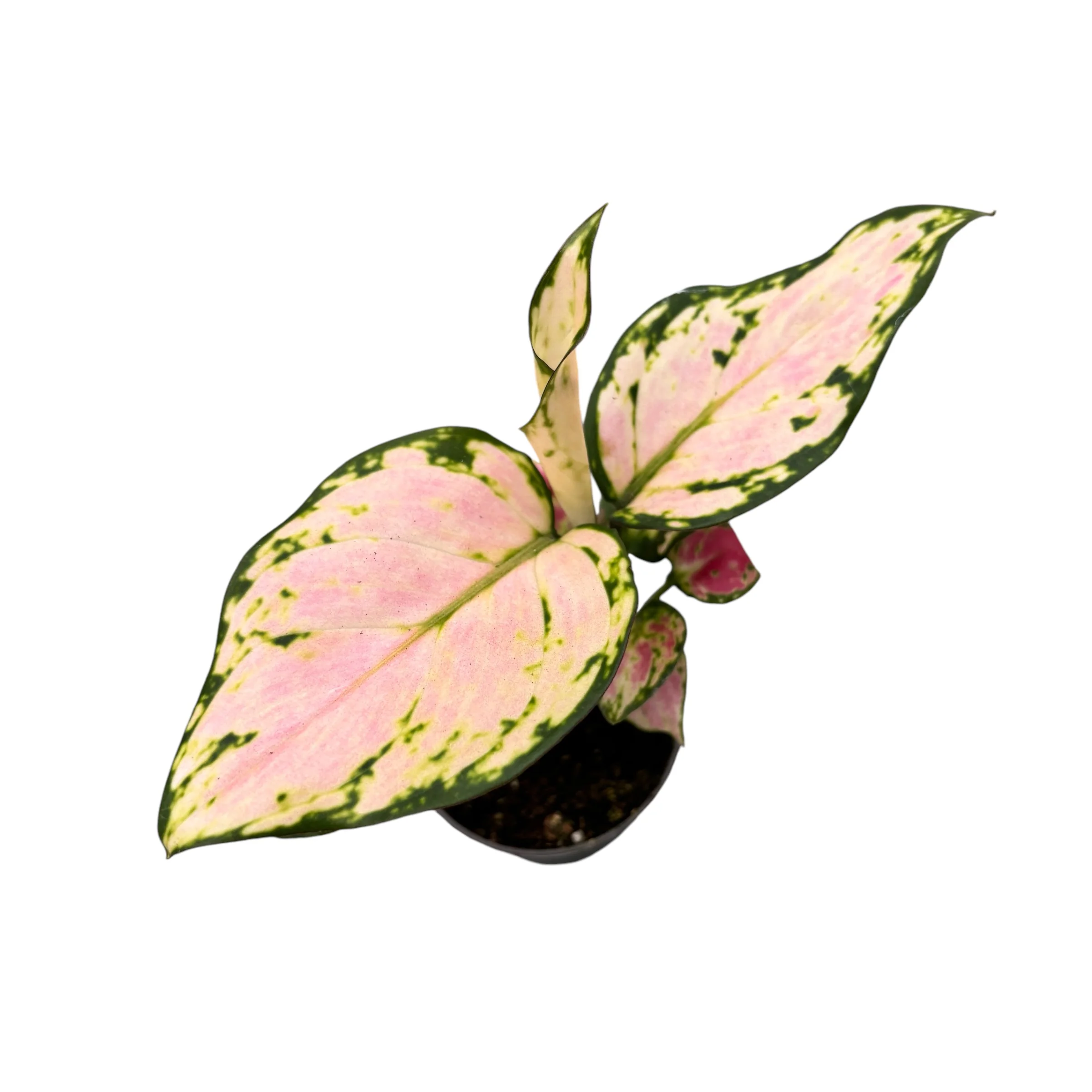 Aglaonema commutatum ‘Red Zircon’ *babyplant