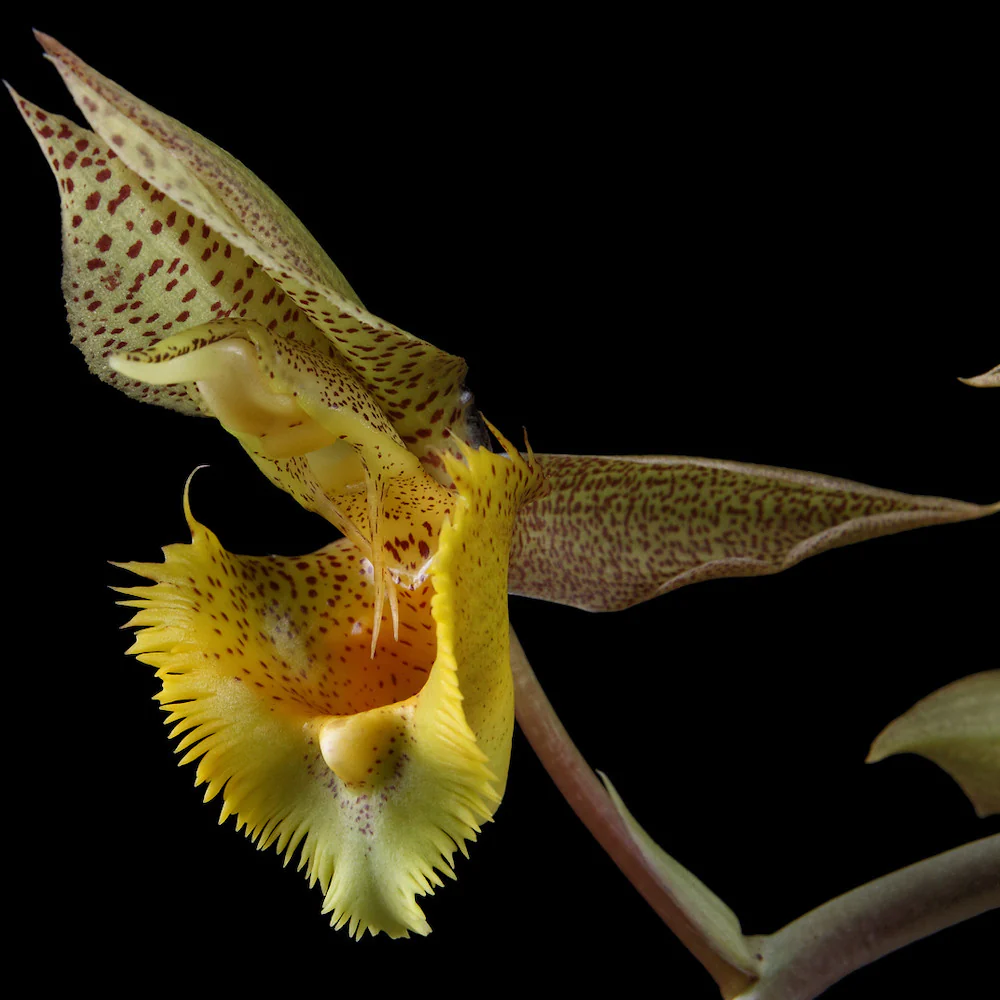 Catasetum fimbriatum '106′ parfumat