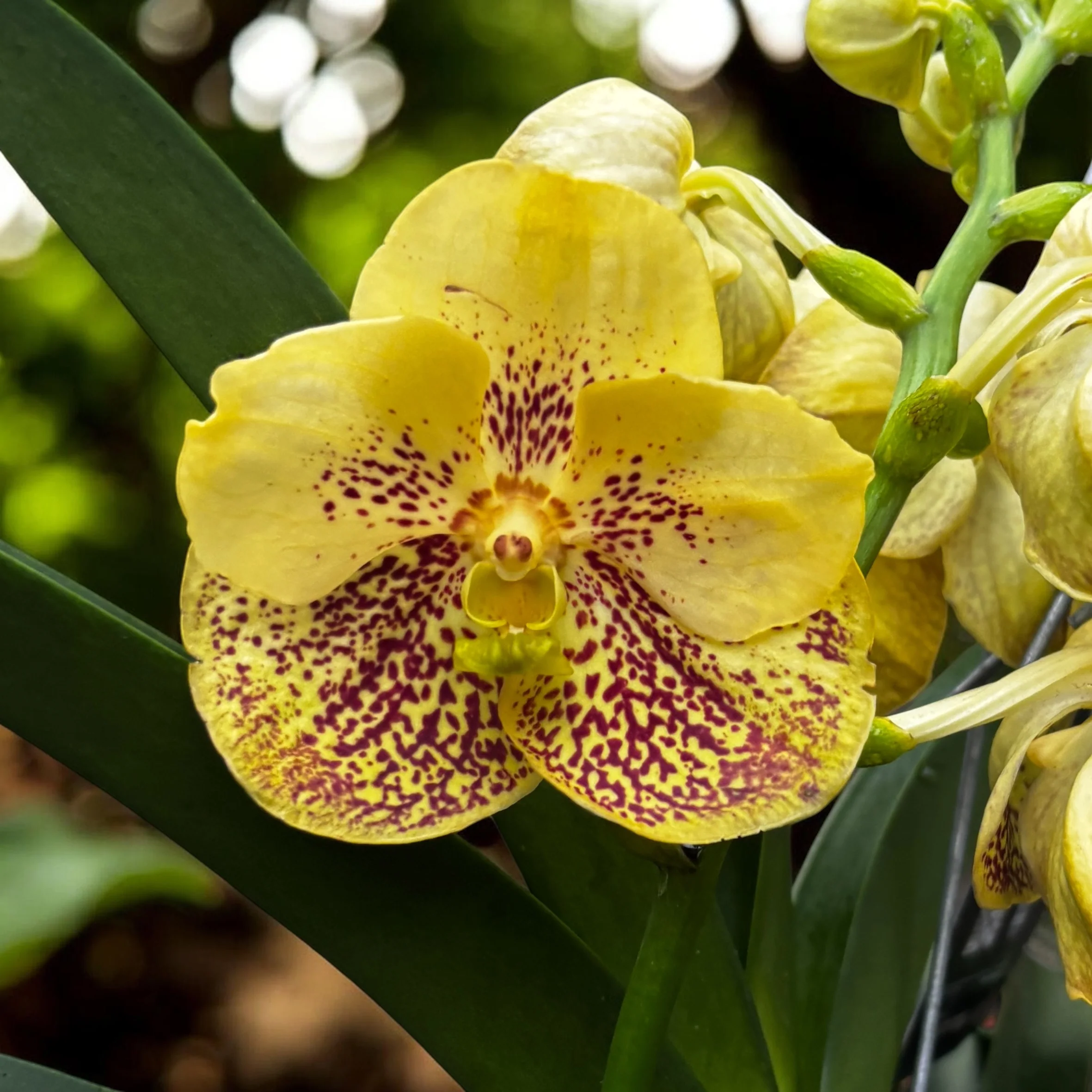 Vanda Sunanda Yellow Henna (ANSU)