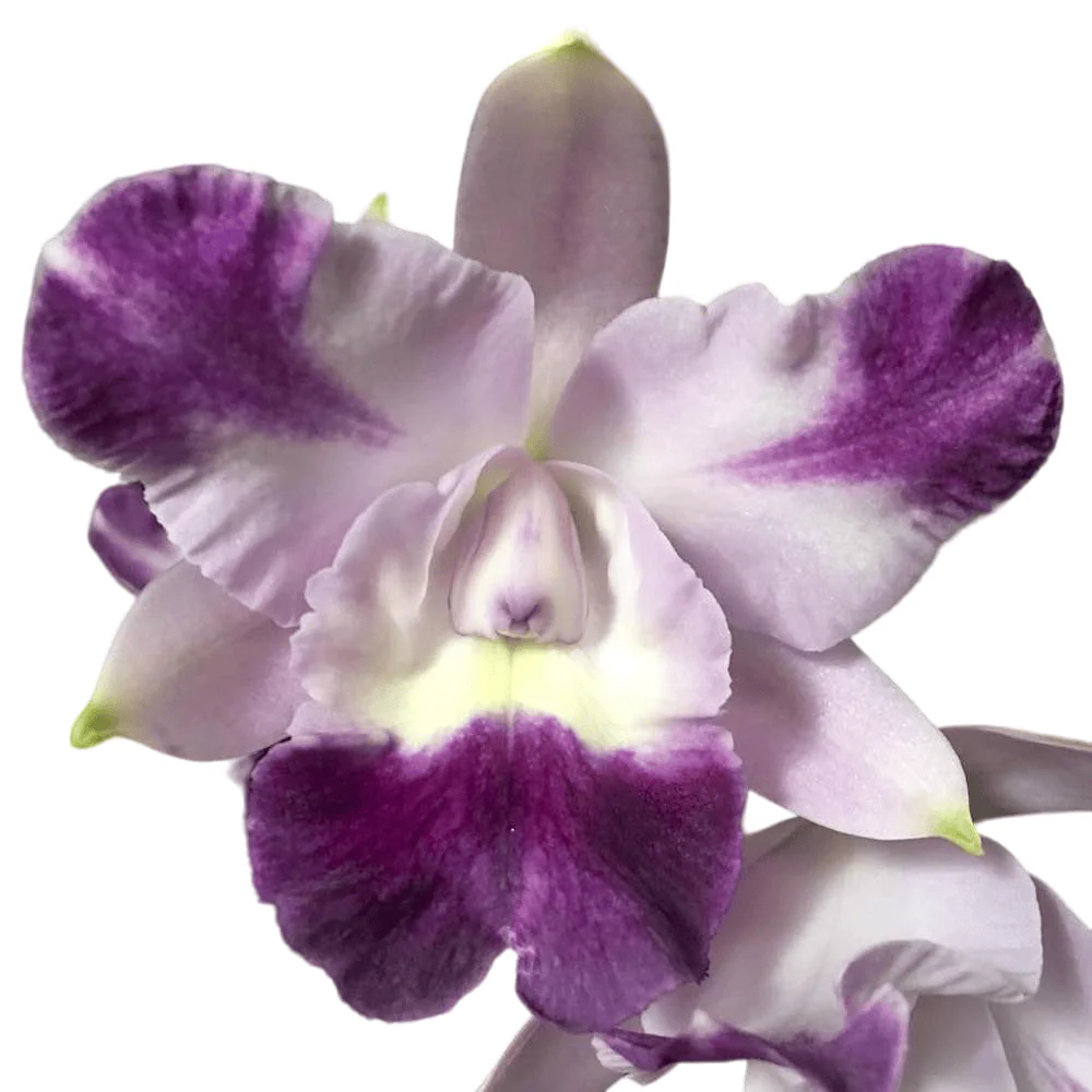 Cattleya Cariad’s Mini-Quinee 'Angel Kiss’ parfumata