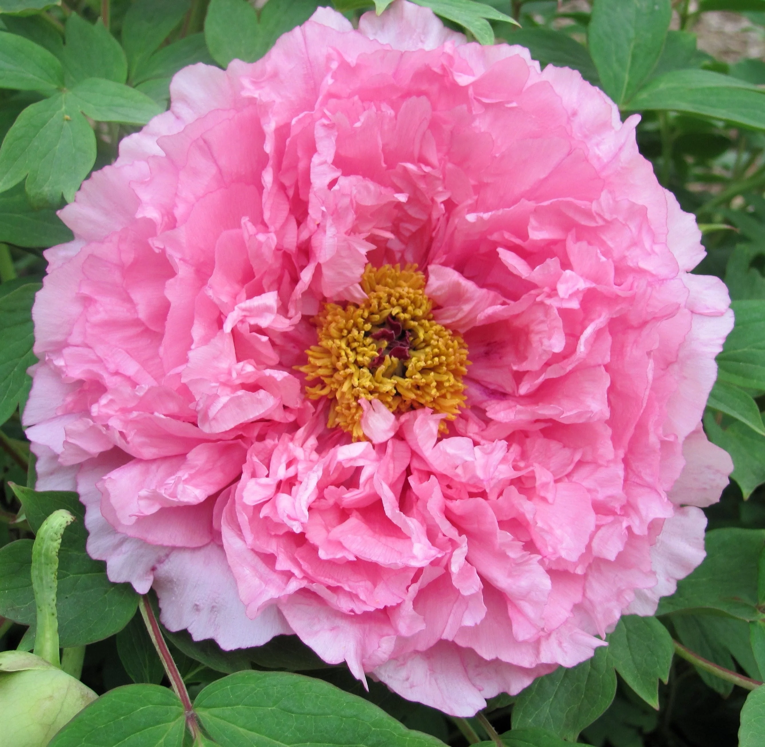 Paeonia suffruticosa 'Rou Fu Rong’ – bujor arbustiv roz cu floare dubla