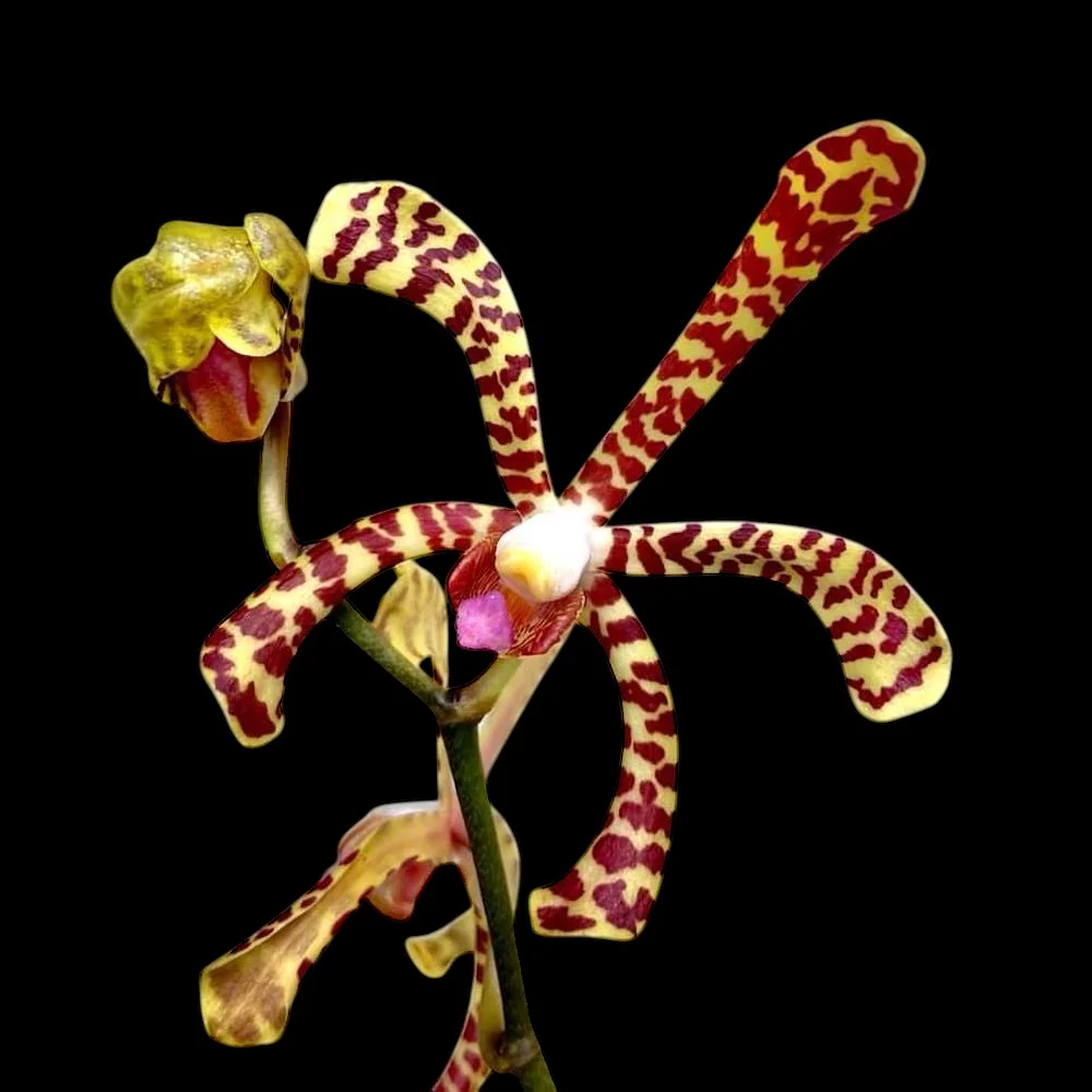 Arachnis Maggie Oei 'Variegata’