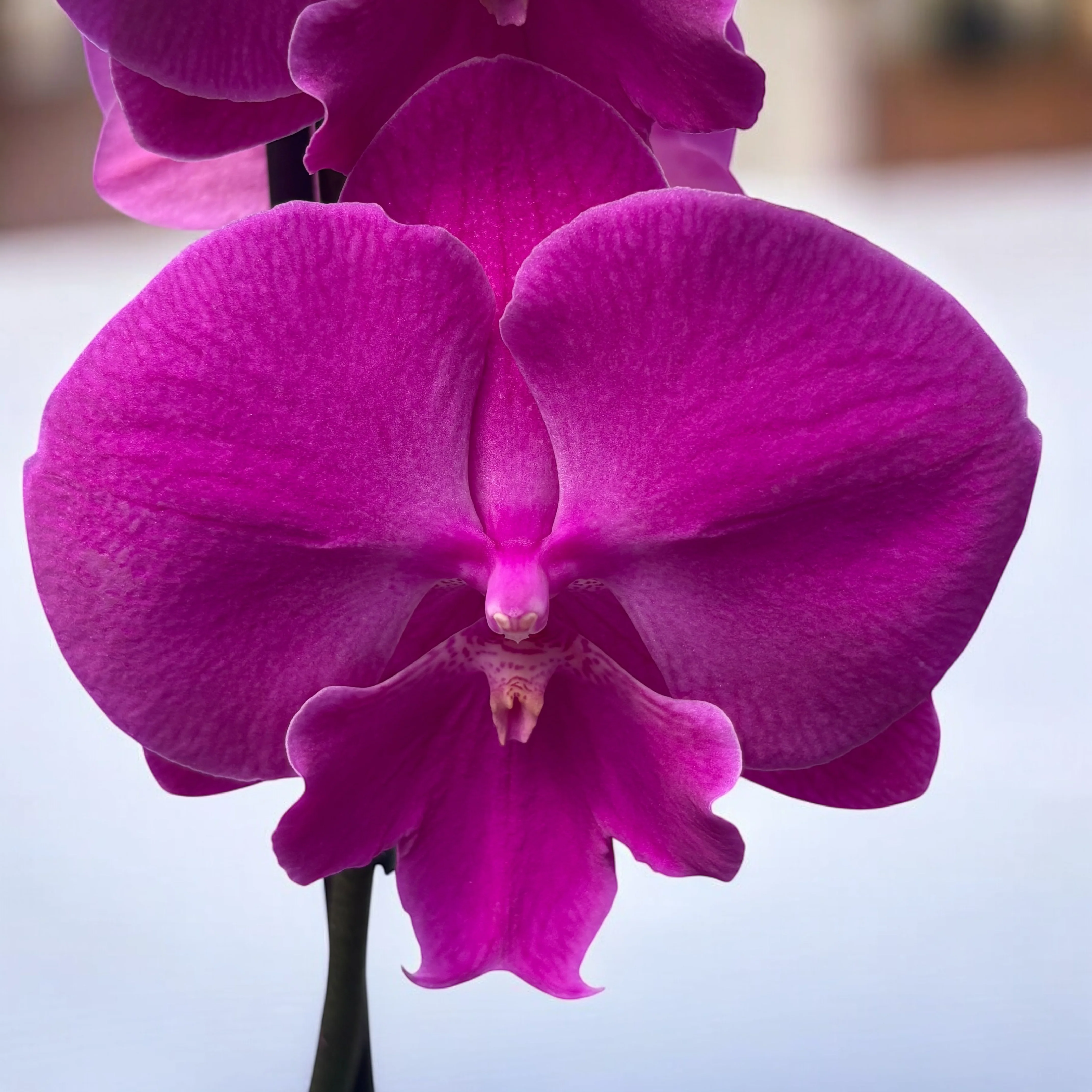 Phalaenopsis 'Limited #106’ big lip