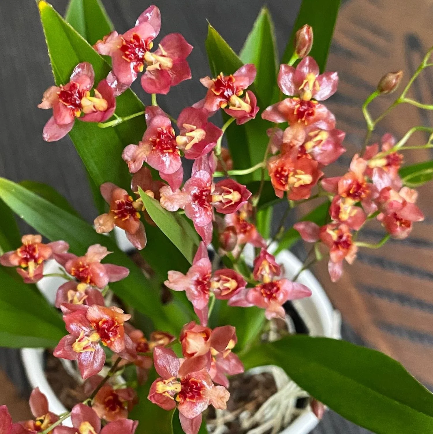 Oncidium Twinkle 'Red Fantasy’ D6 (flori intens parfumate)