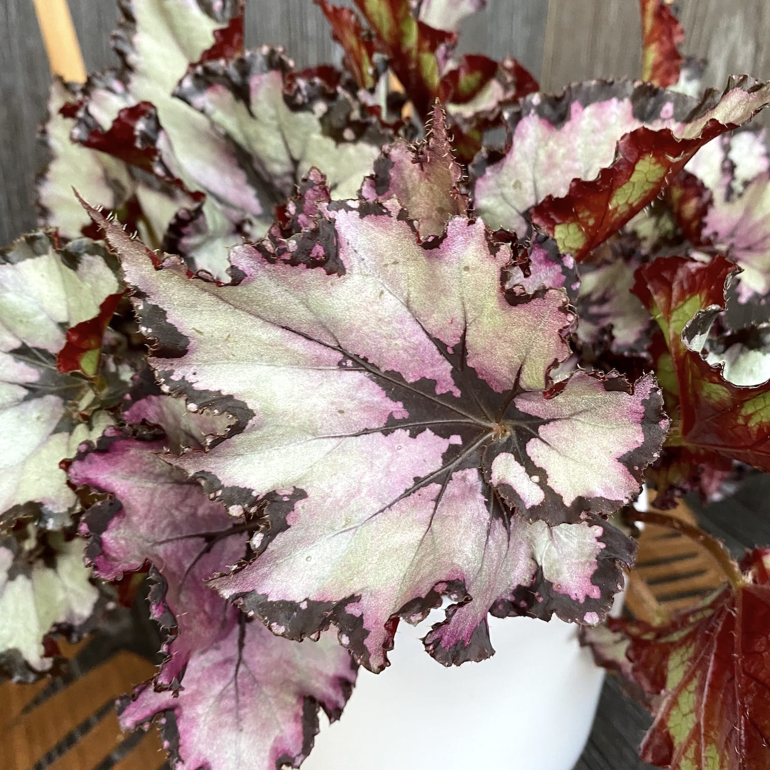 Begonia 'Amazing Titica’ – 3 plante/ghiveci