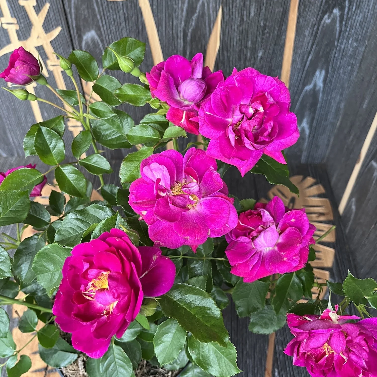Rosa Castle® 'Dark Pink’ – Trandafir floribunda, infloriri abundente